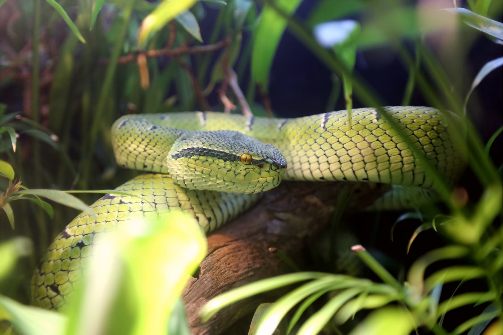 Wagler's Temple Pit Viper (Tropidolaemus wagleri)