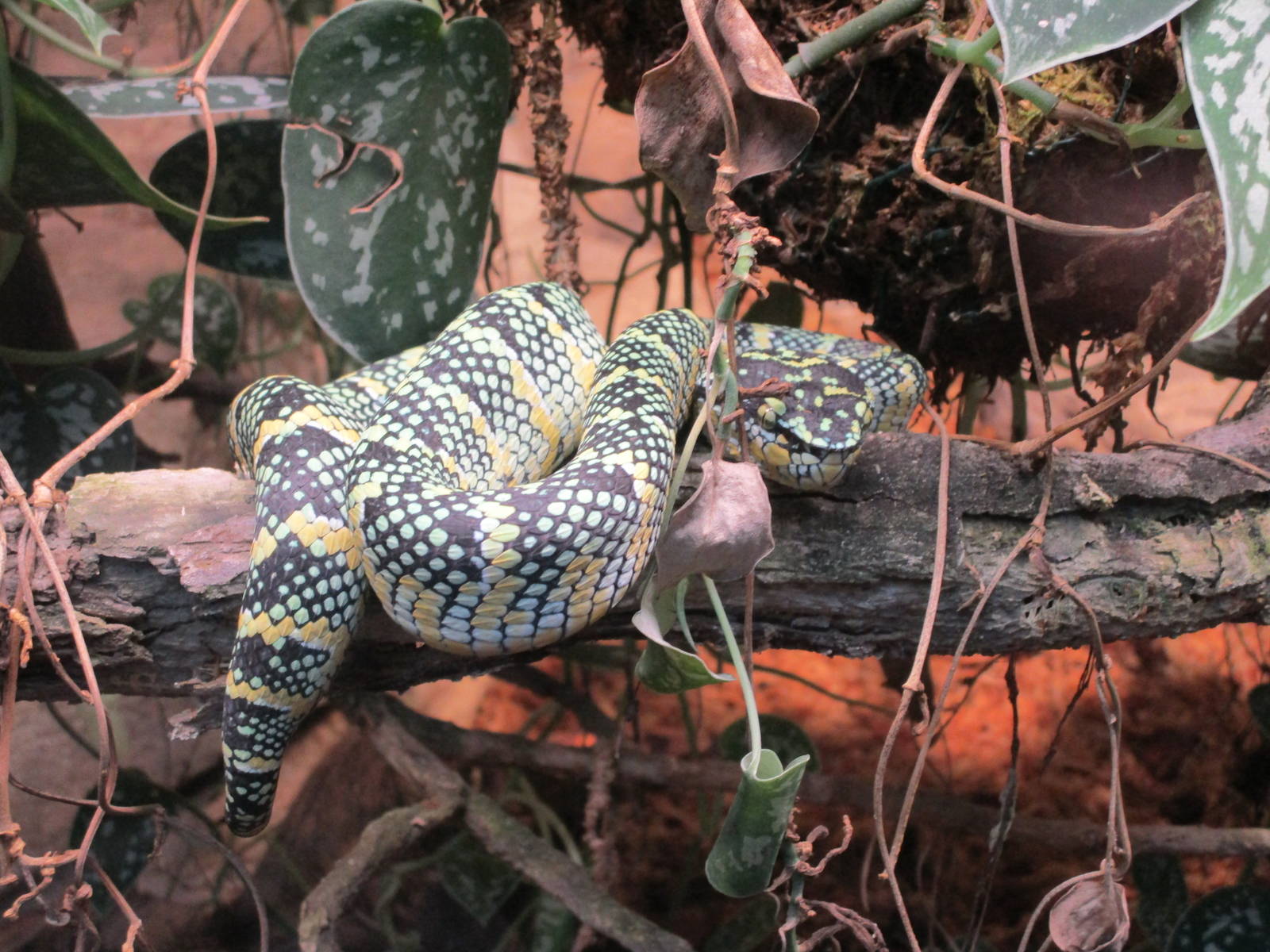 Waglers Temple Pitviper - 24/03/15