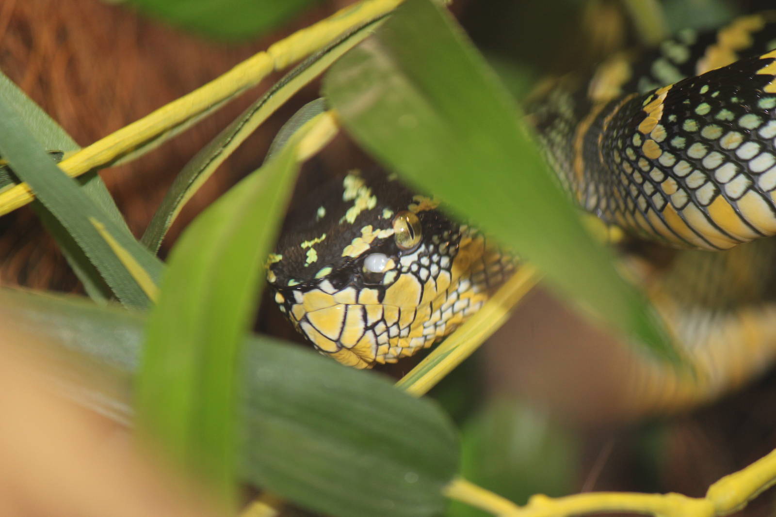 Wagler's temple pitviper closeup