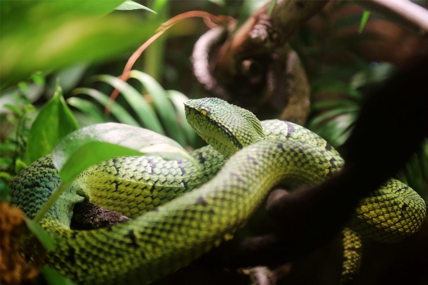 Wagler's Temple Pitviper (Tropidolaemus wagleri)