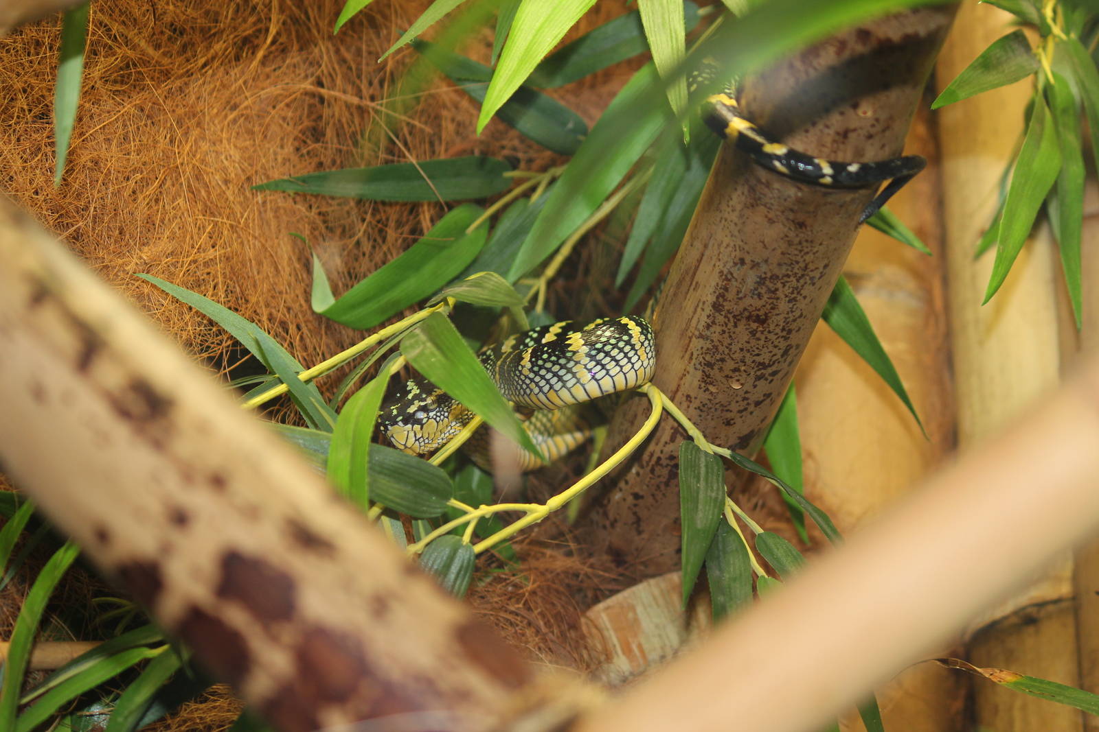Wagler's temple pitviper