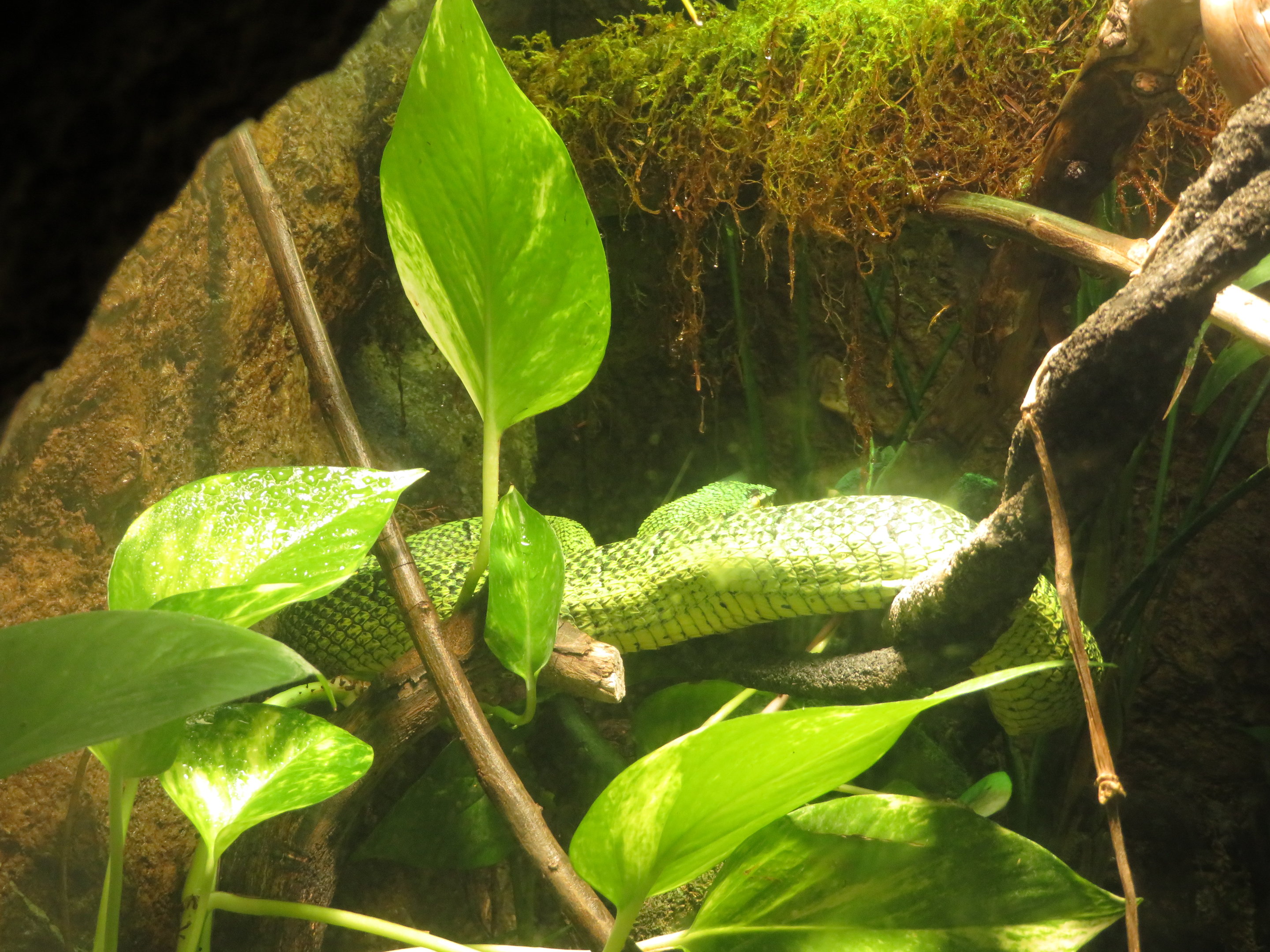 Wagler's Temple Viper