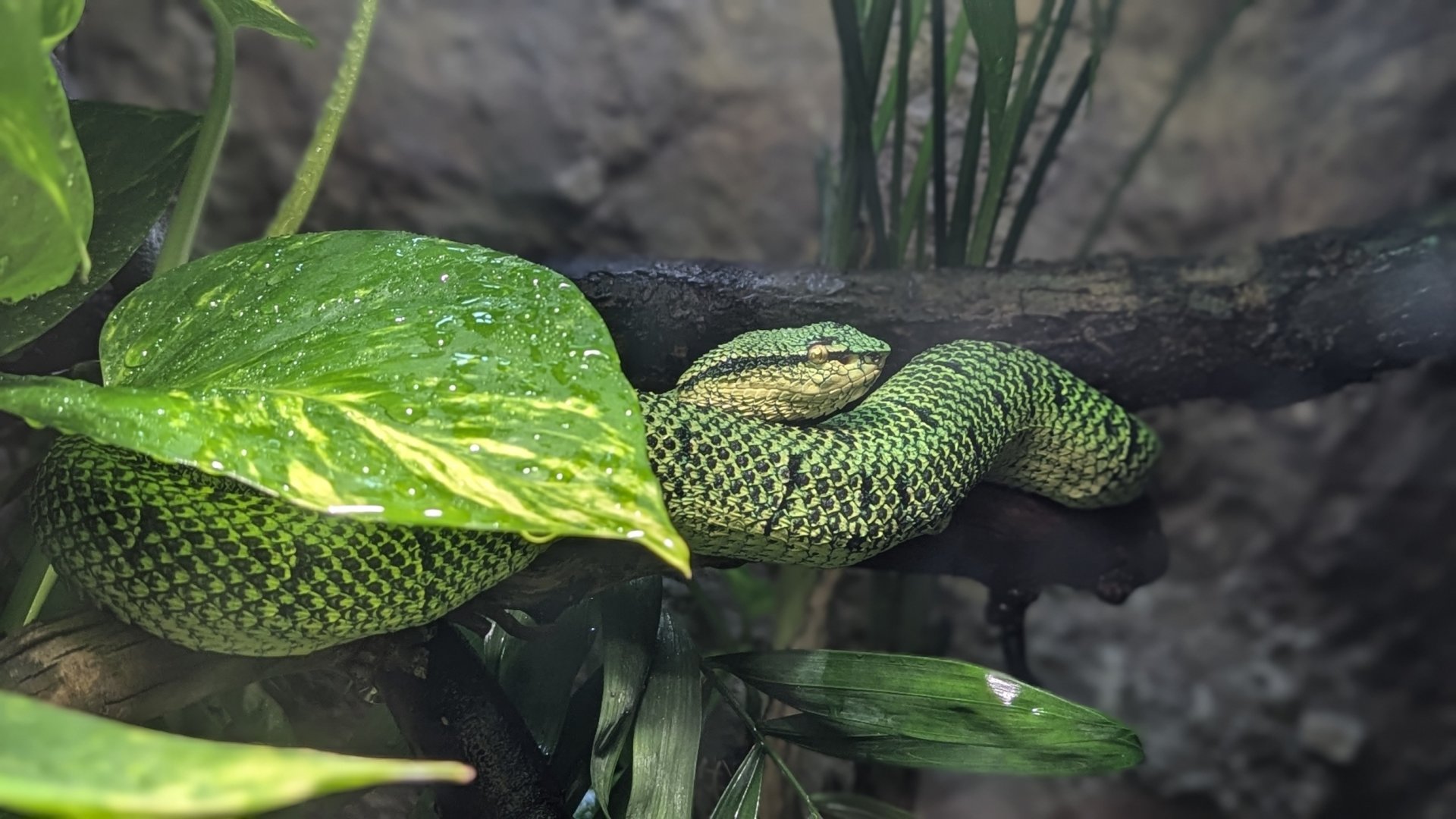 Wagler's Viper (Tropidolaemus wagleri)