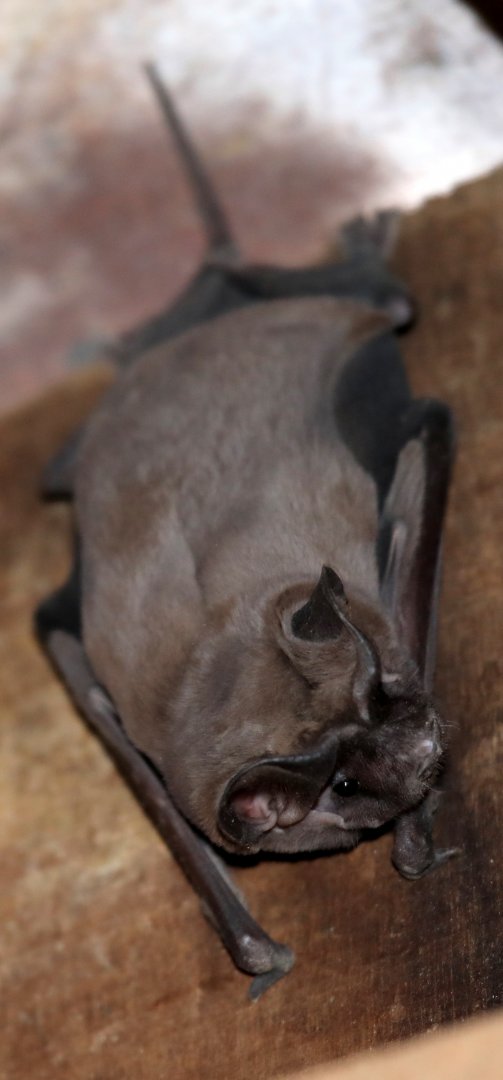 Wagner's bonneted bat or Wagner's mastiff bat (Eumops glaucinus)