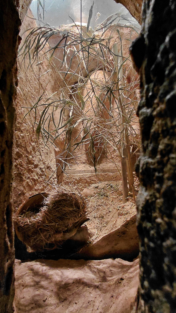 Wagner's gerbil exhibit