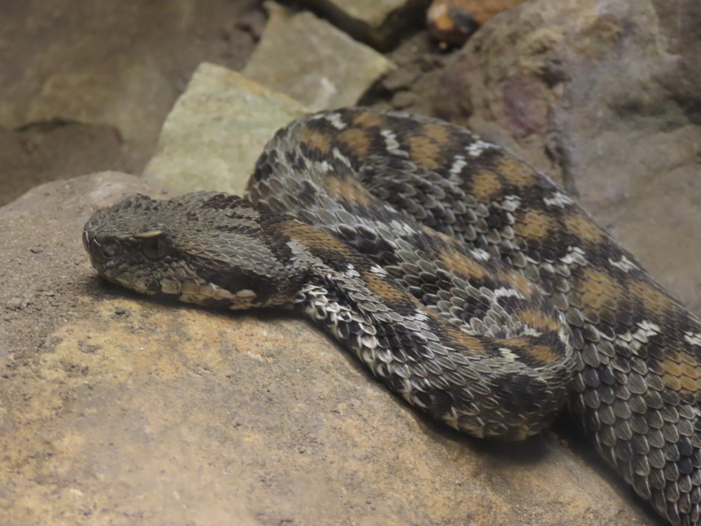 Wagner’s Viper (Montivipera wagneri)