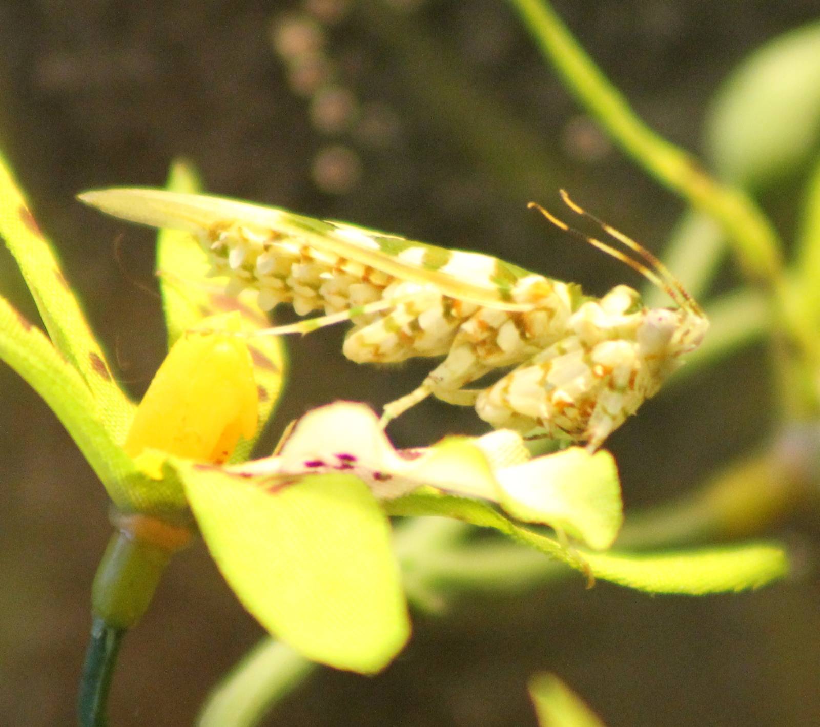 Wahlberg blossom praying mantis