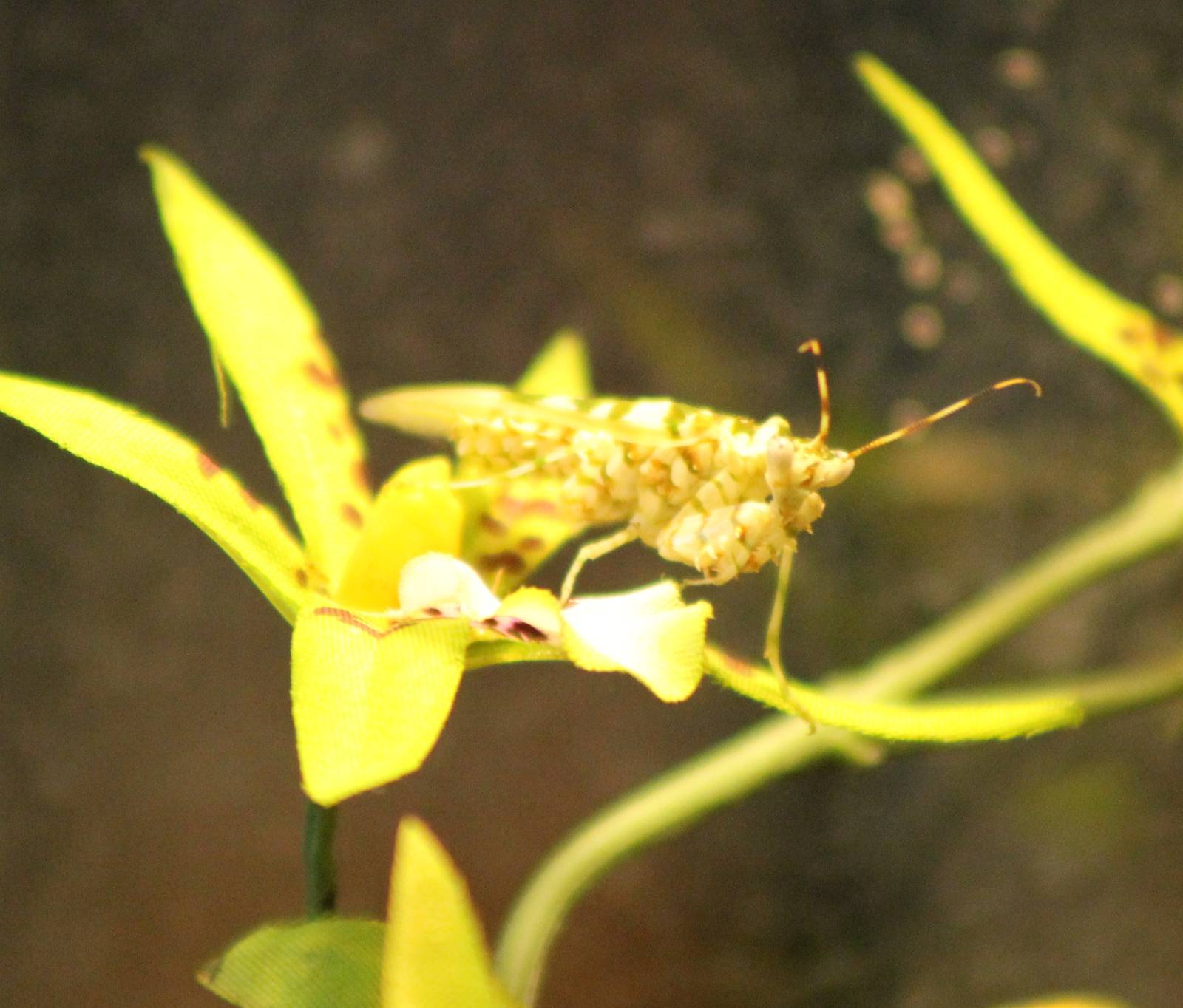 Wahlberg blossom praying mantis