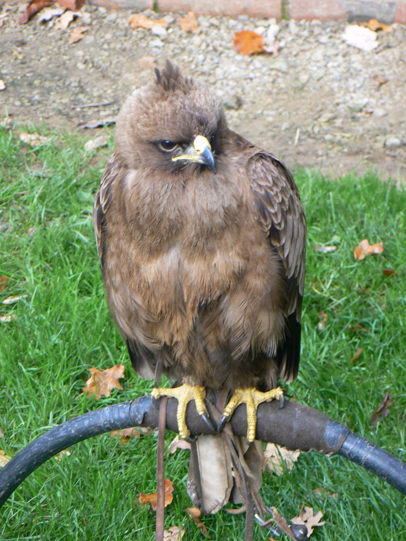 Wahlberg's Eagle - 16 October 2018