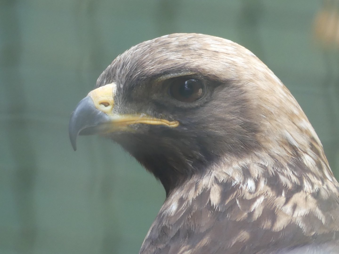 Wahlberg’s Eagle - 18.08.24