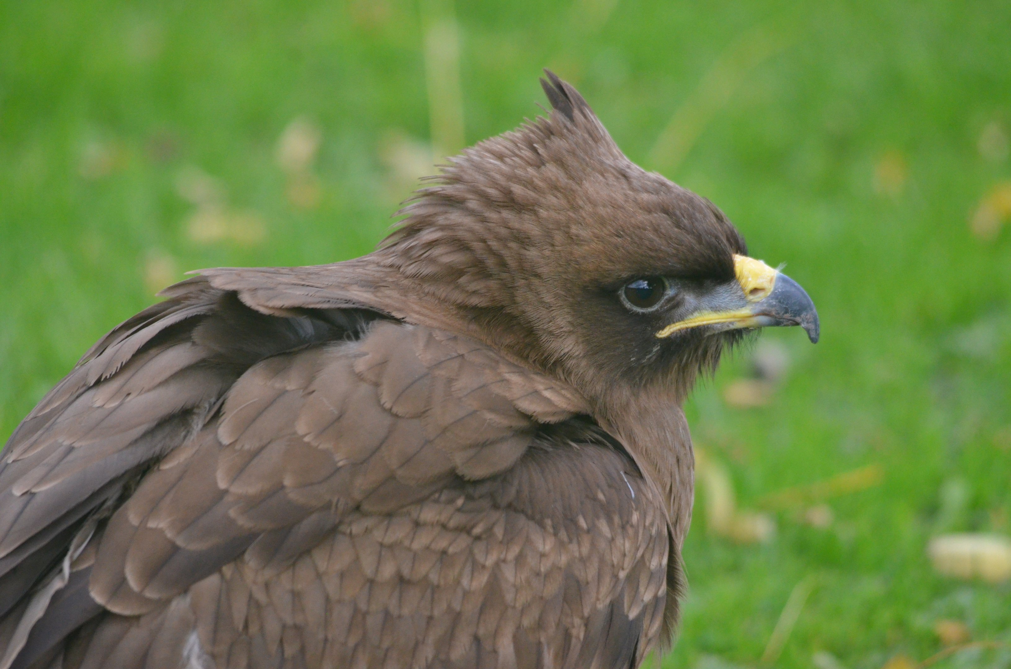 Wahlberg's Eagle at ICBP Newent, 07/10/17