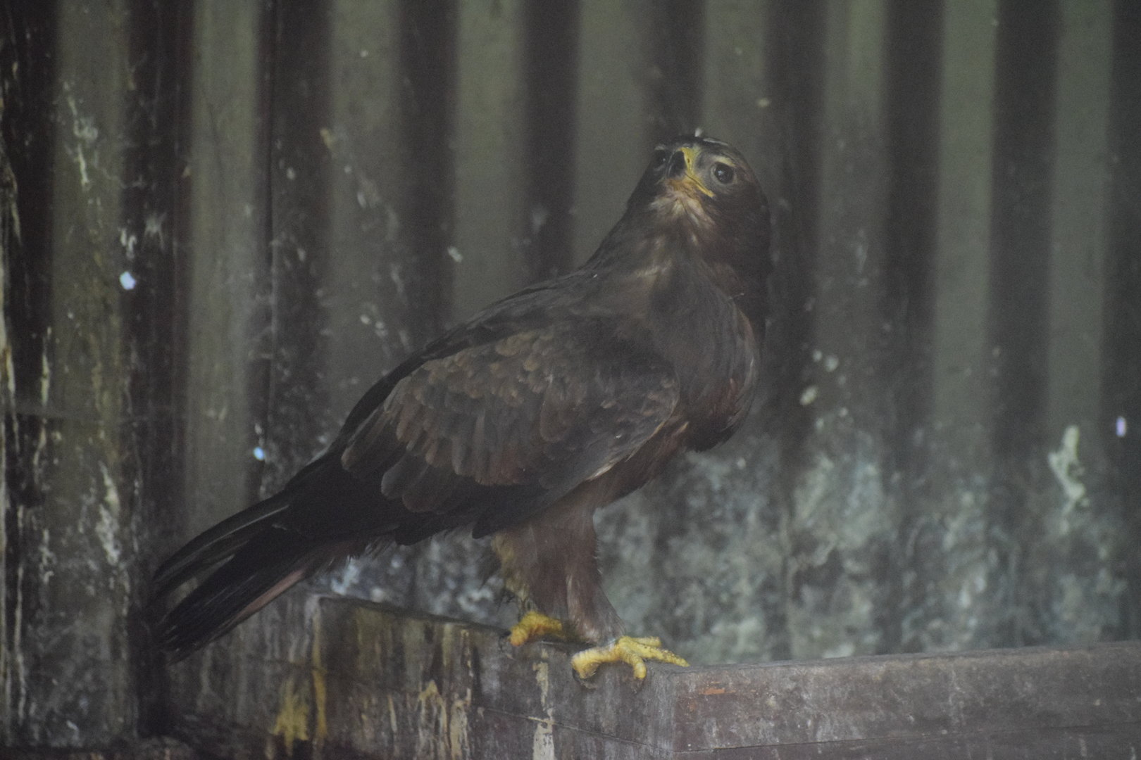 Wahlberg's eagle - August 2023