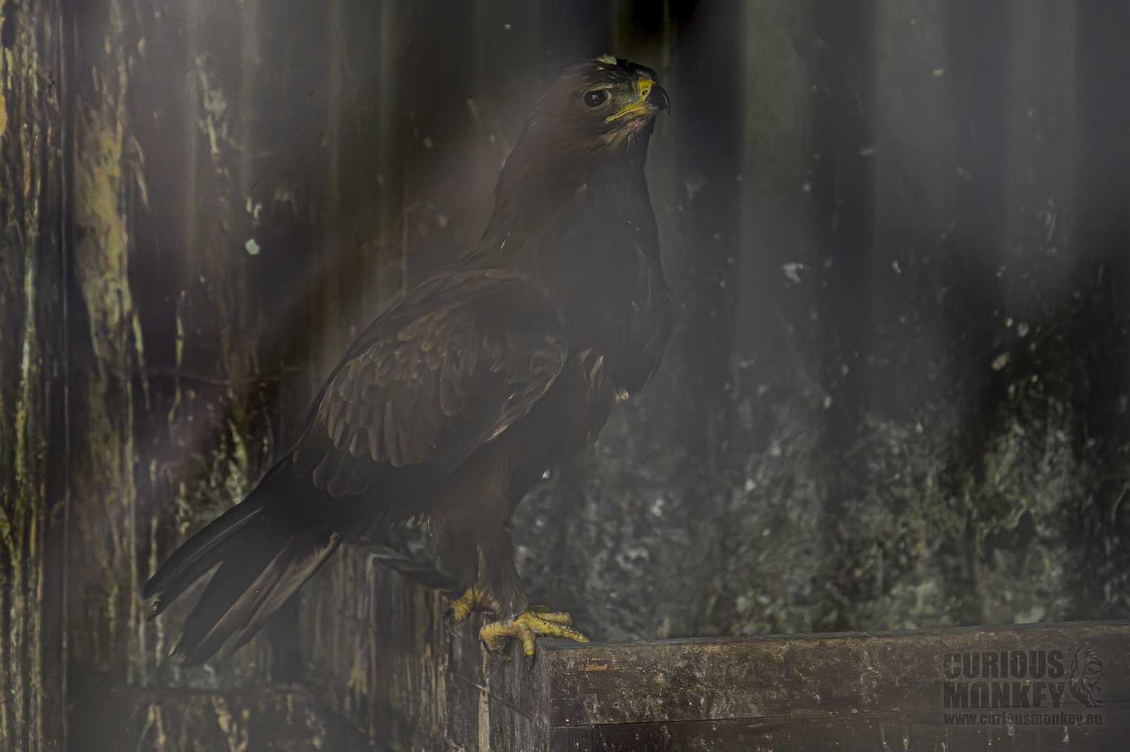 Wahlberg's Eagle (hieraaetus wahlbergi) 08/23 - Behind the scenes