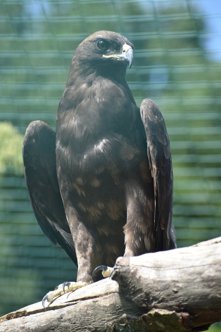 Wahlberg's Eagle - Hieraaetus wahlbergi