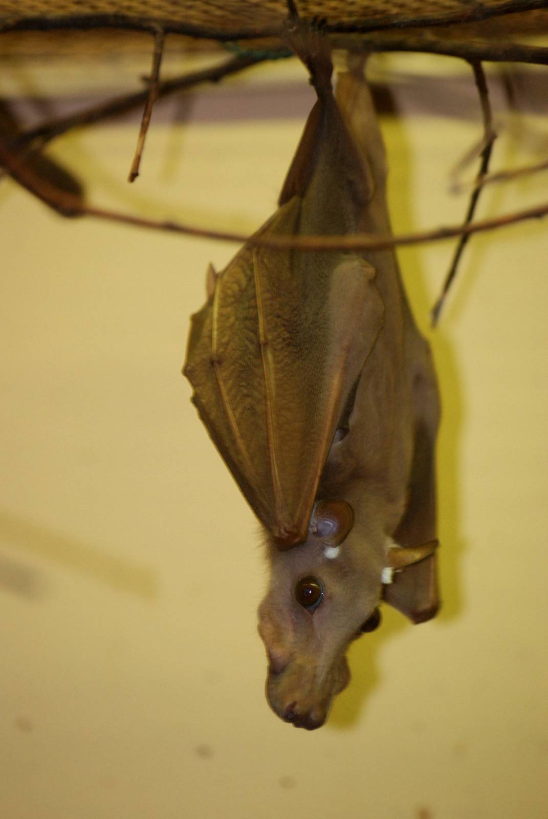 Wahlberg's Epauletted Bat at Pilsen, 31/08/12