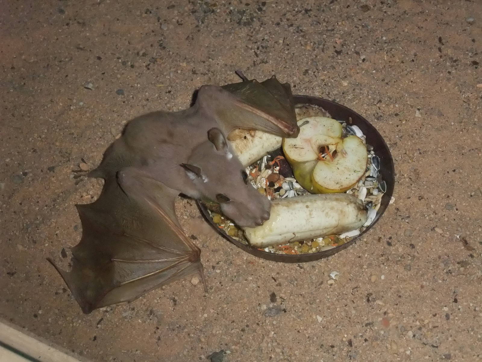 Wahlberg's Epauletted Bat at Plzen, 25/05/10