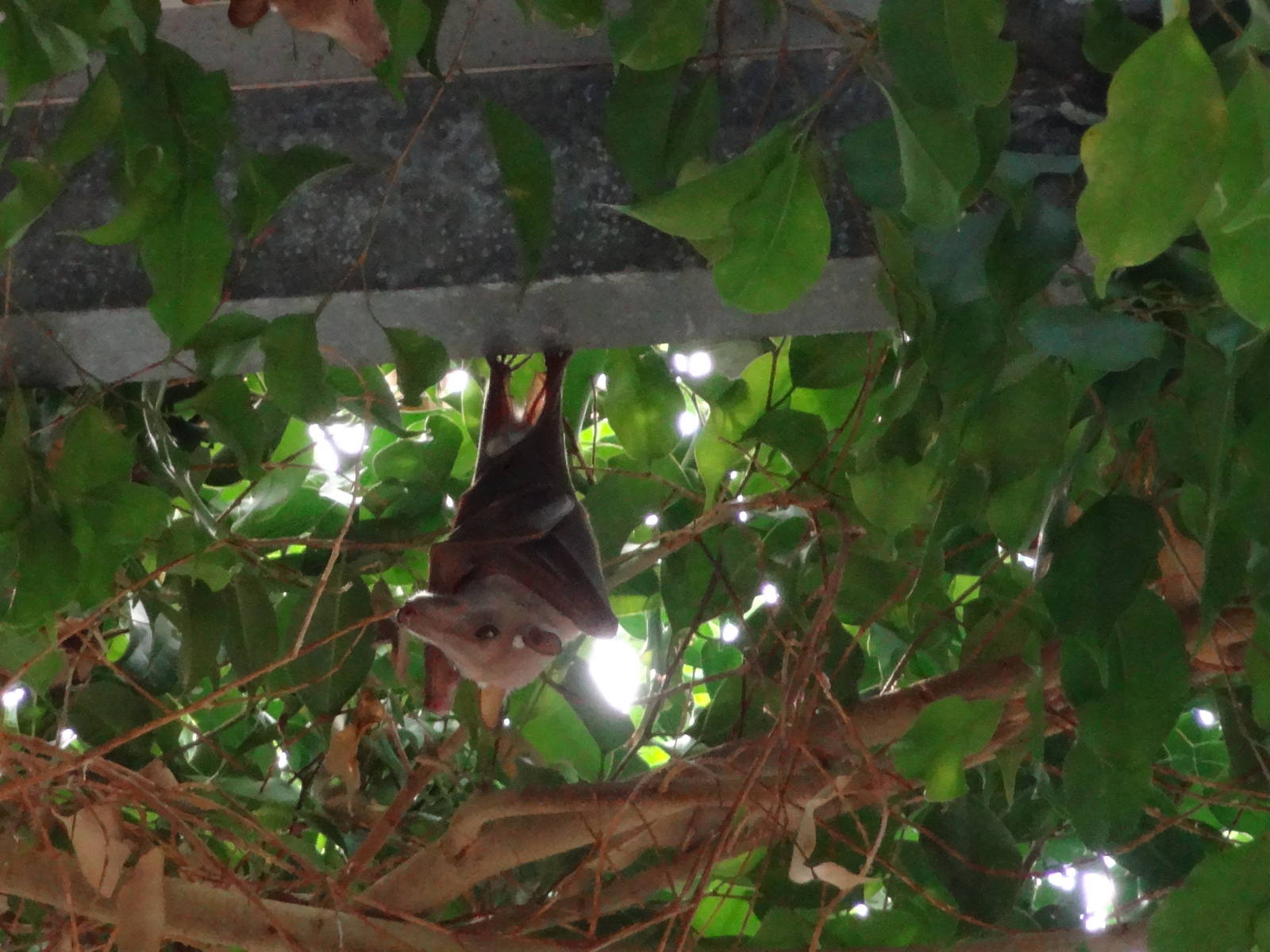 Wahlberg's epauletted fruit bat