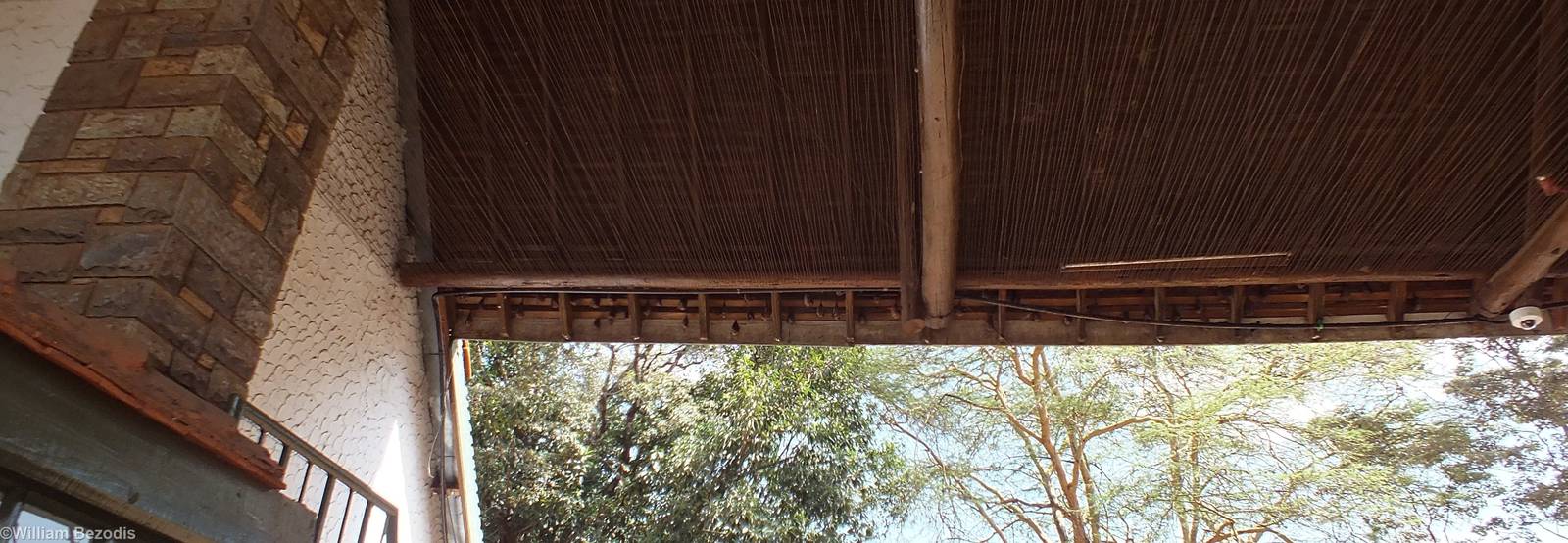 Wahlberg's Epauletted Fruit Bats in National Park Entrance - Nairobi Nation