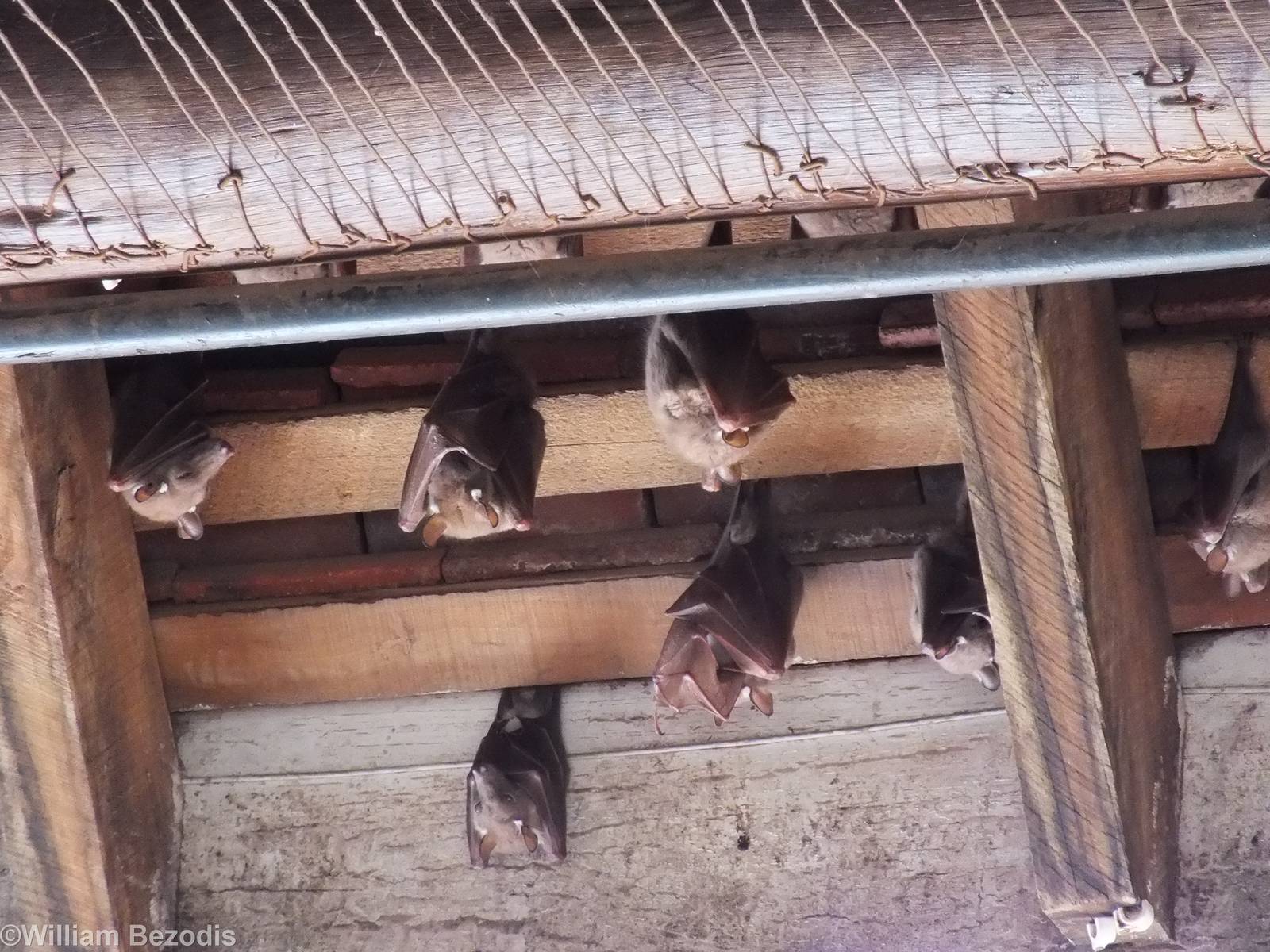 Wahlberg's Epauletted Fruit Bats - Nairobi National Park