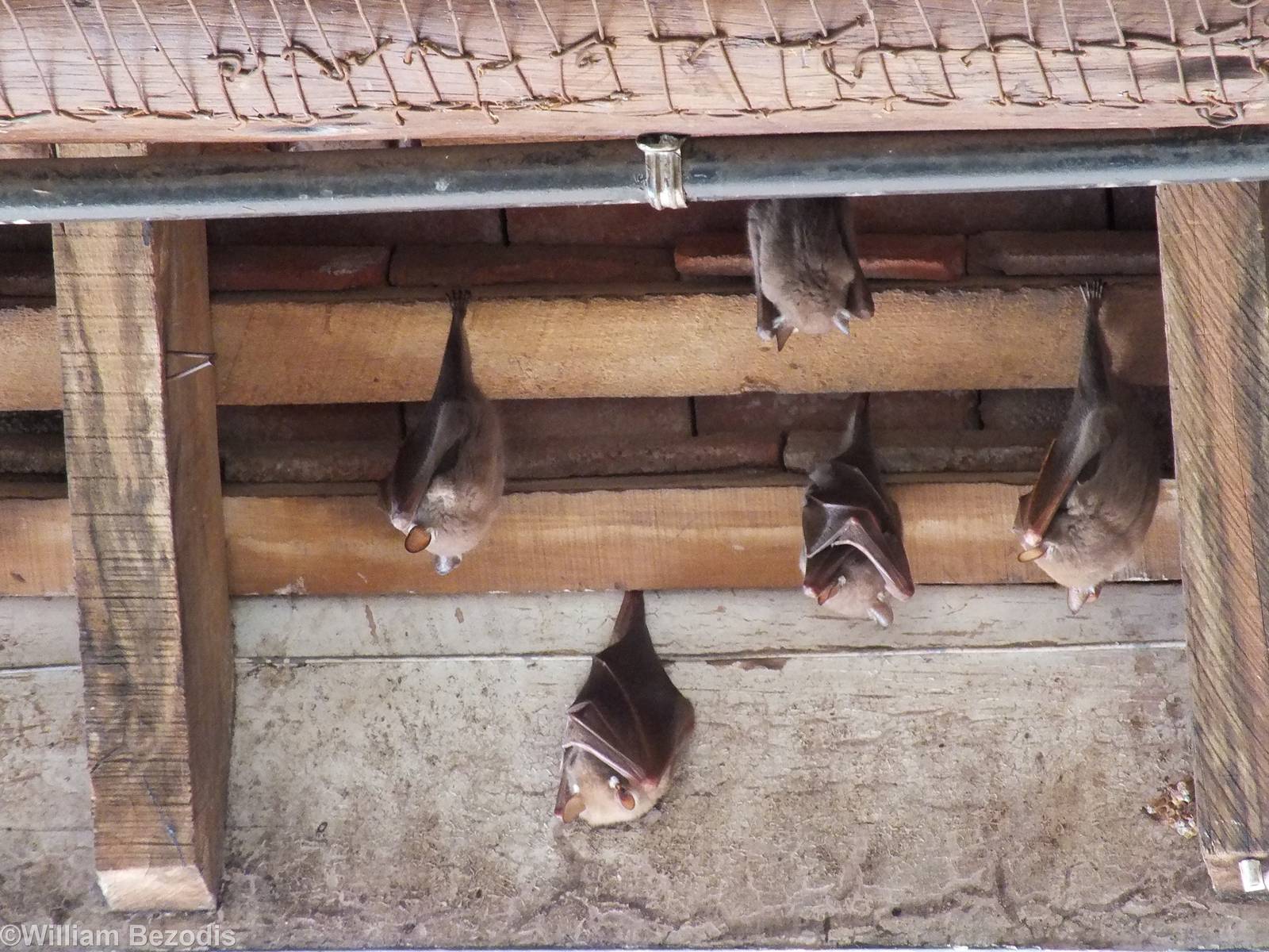 Wahlberg's Epauletted Fruit Bats - Nairobi National Park