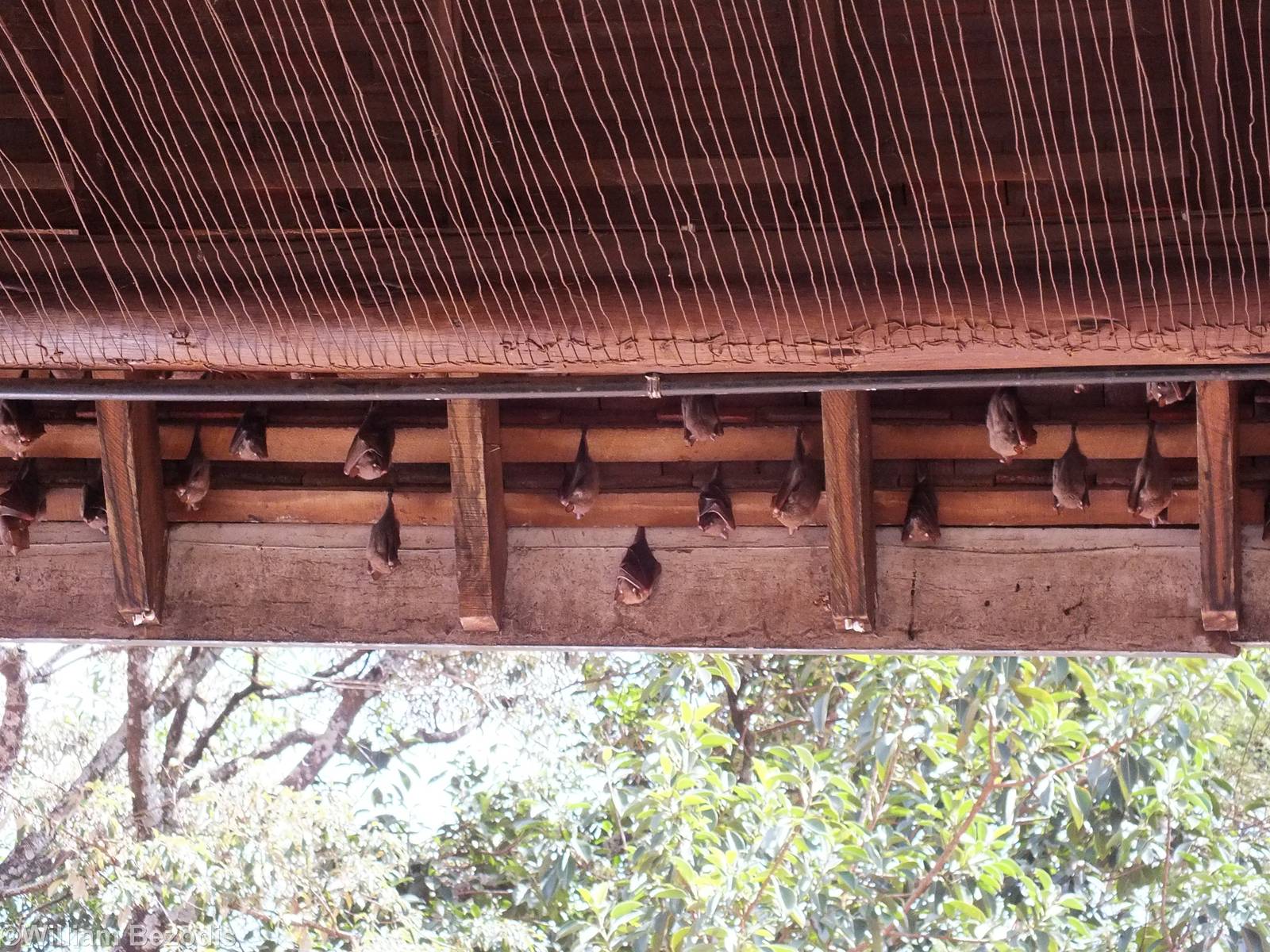 Wahlberg's Epauletted Fruit Bats - Nairobi National Park