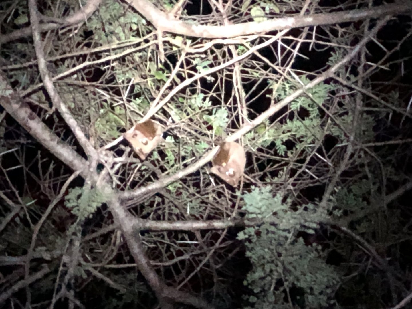 Wahlberg's epauletted fruit bats