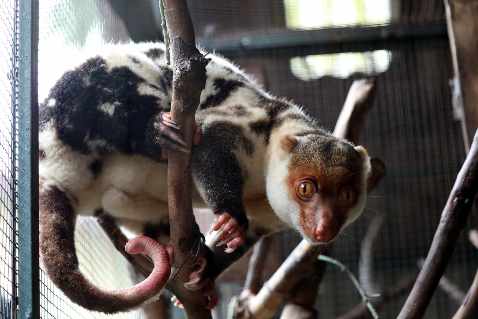 Waigeo Spotted Cuscus (Spilocuscus papuensis)