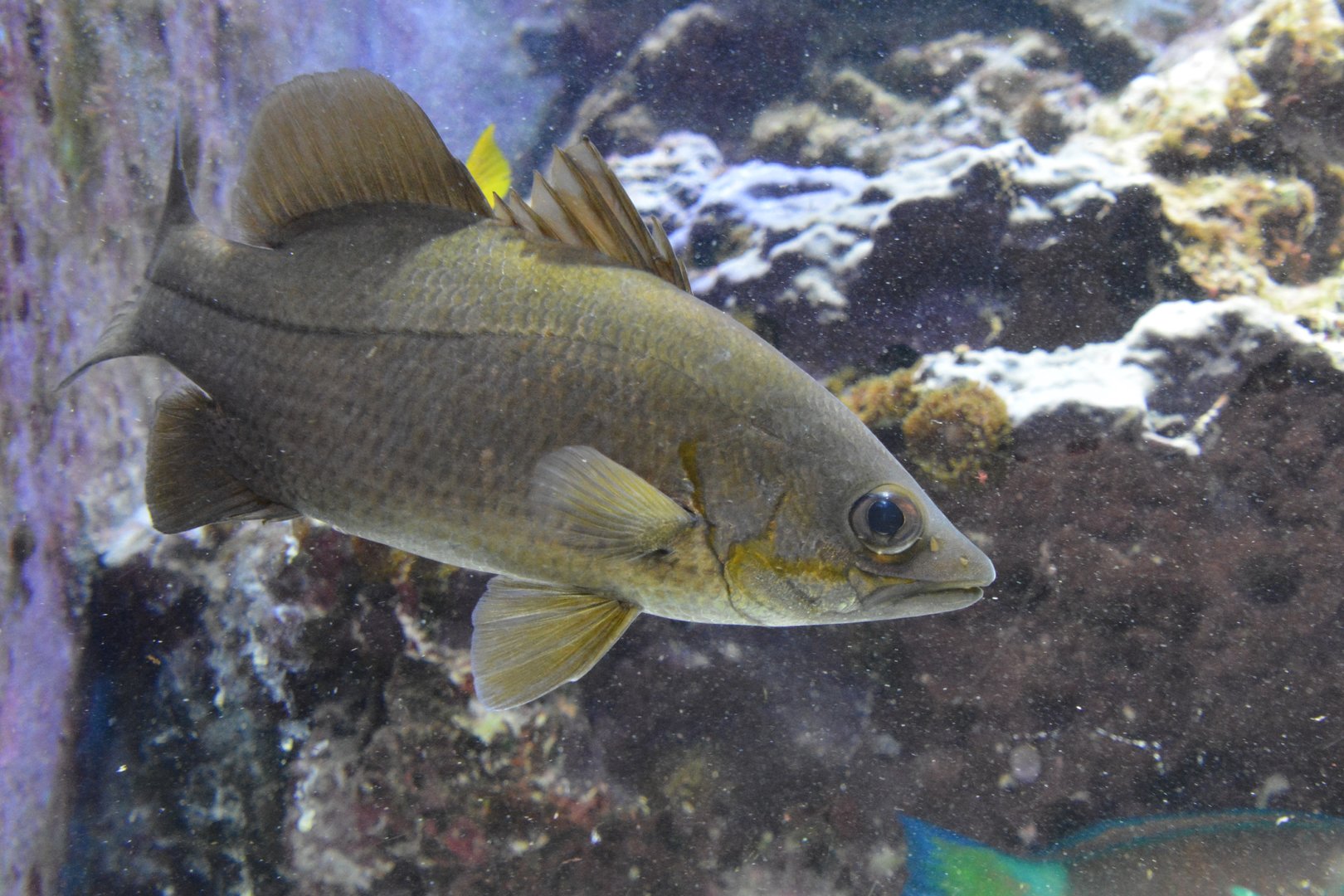 Waigieu seaperch (Psammoperca waigiensis)