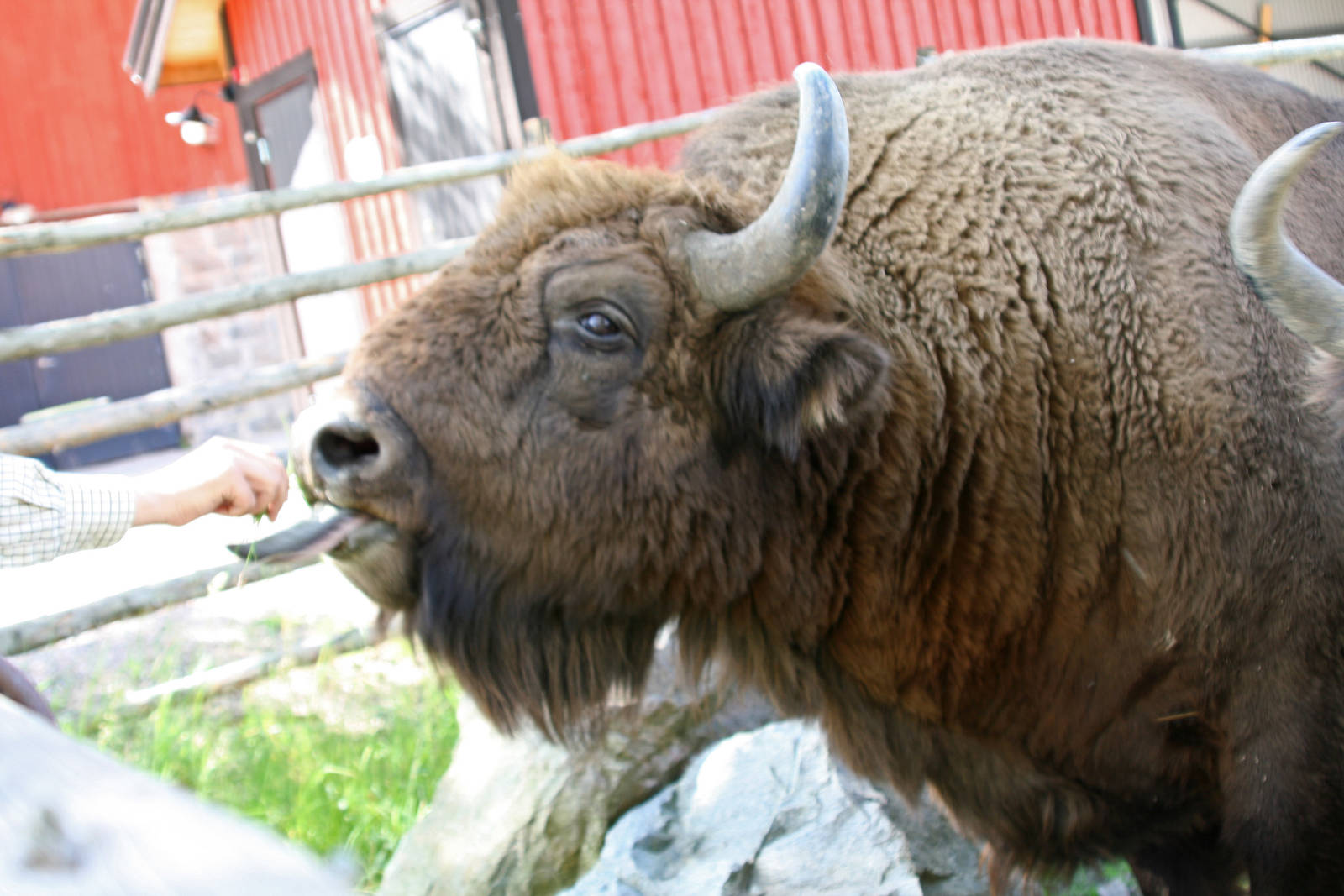 Waiting for an apple