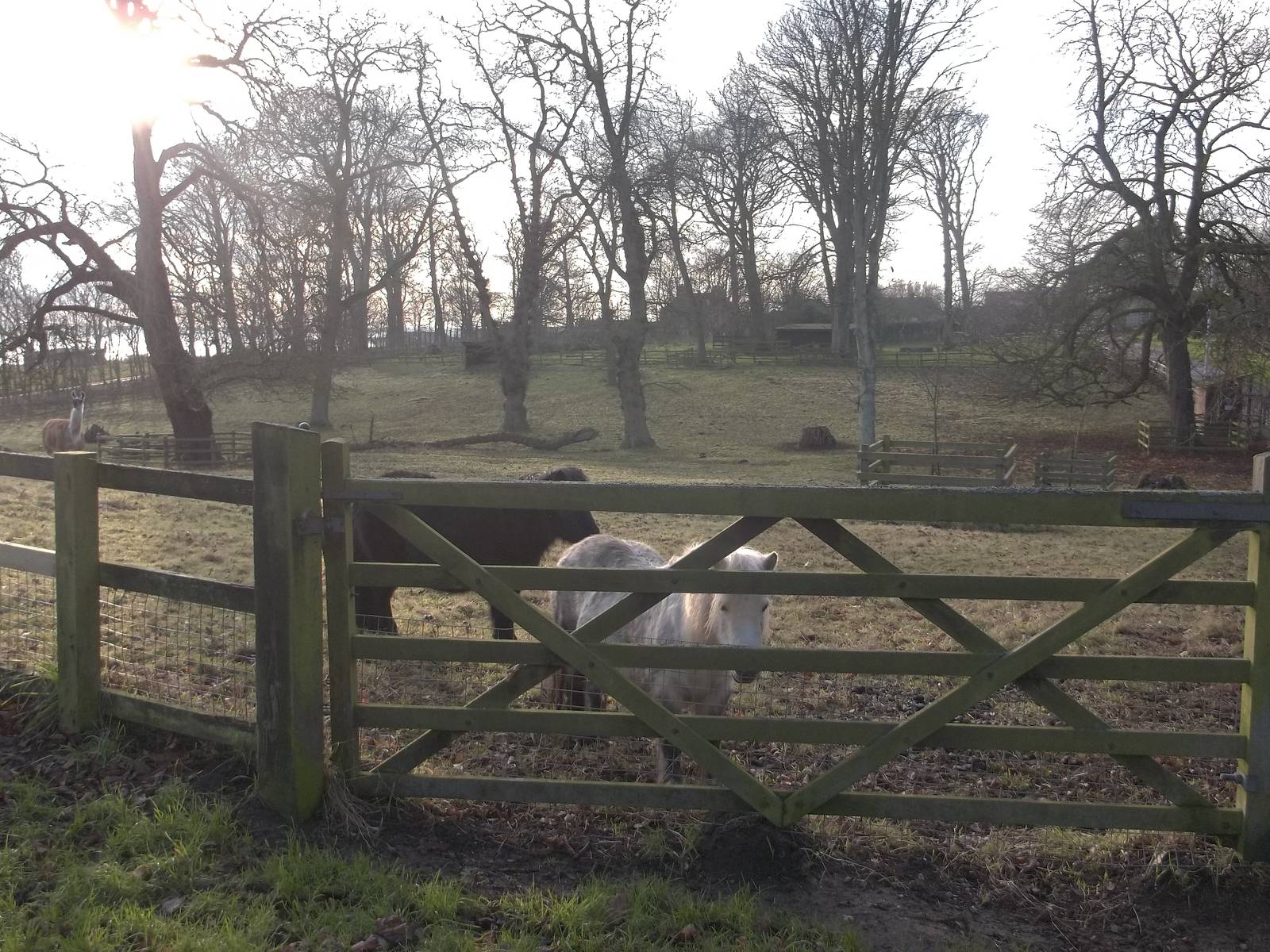 Waiting hopefully, 25th December 2014