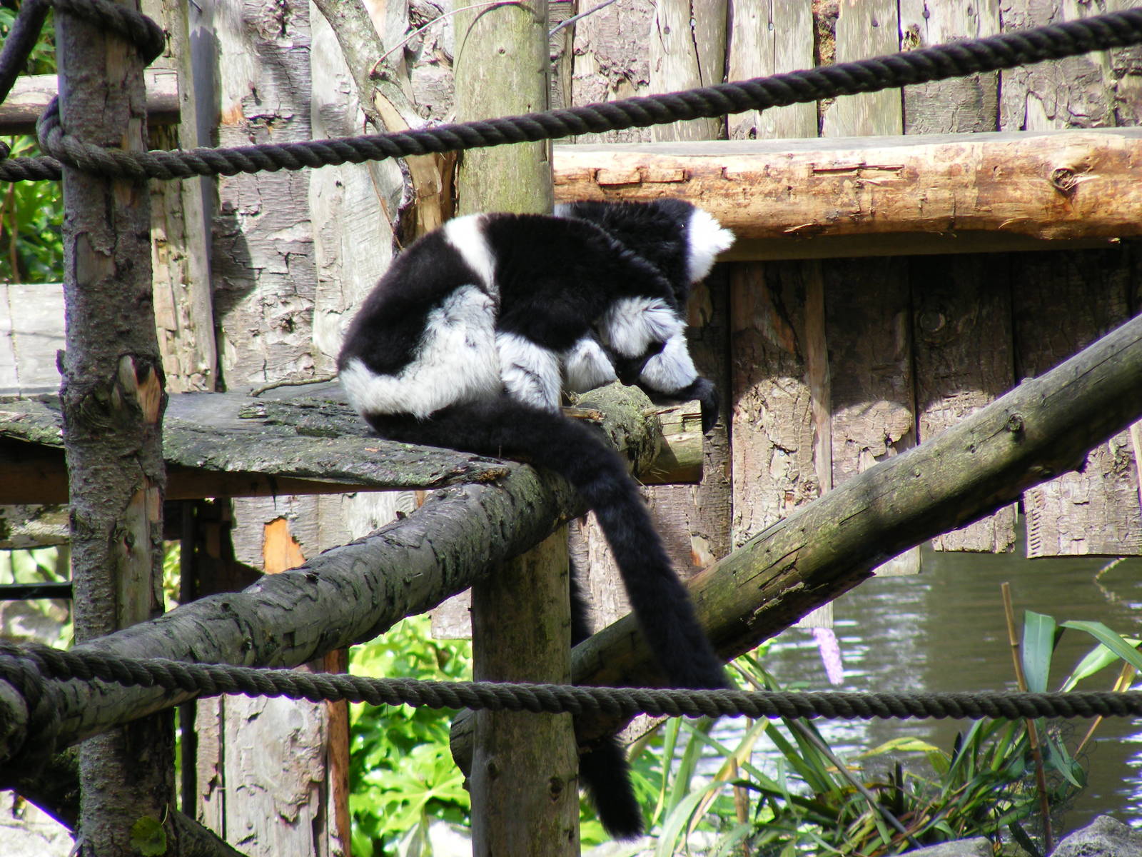 Wakka and Rikku the white-belted black and white ruffed lemurs at Newquay Z