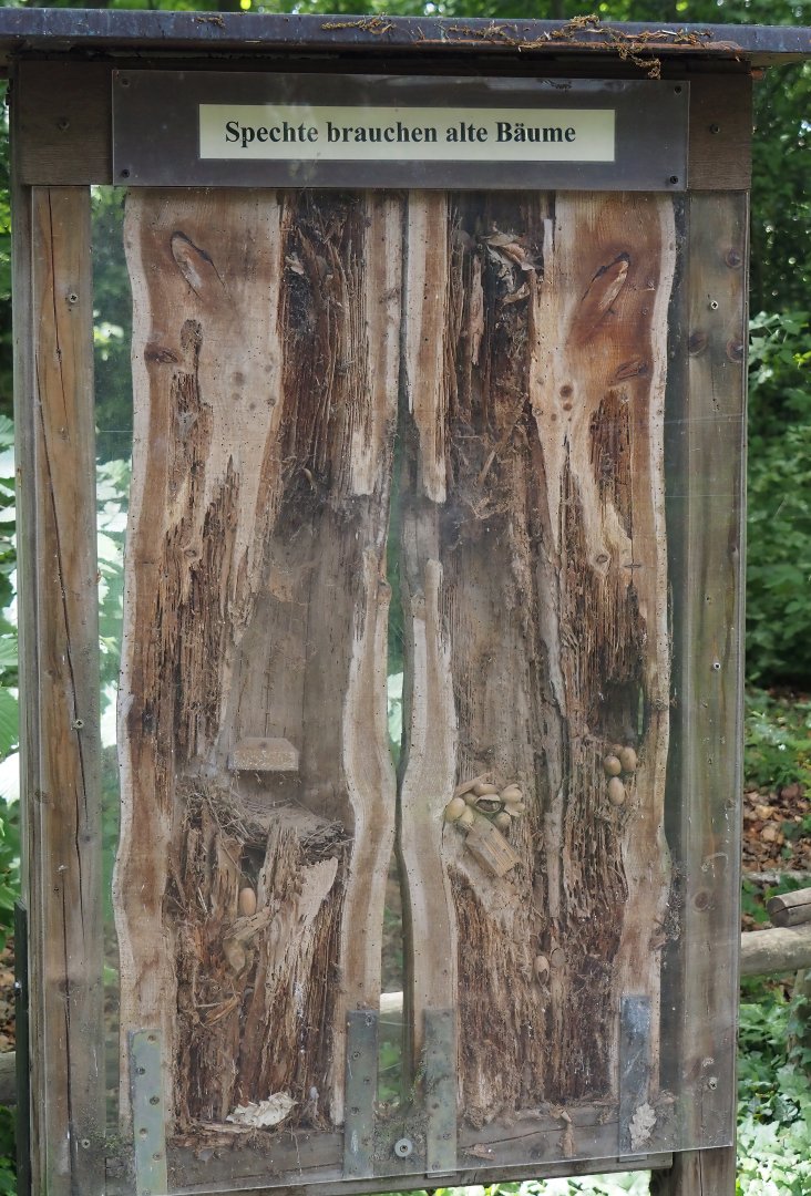 Wald-Erlebnispfad, forest education and experience trail - Cross-section of a woodpecker nesting cavity and food storage, 2025-05-22