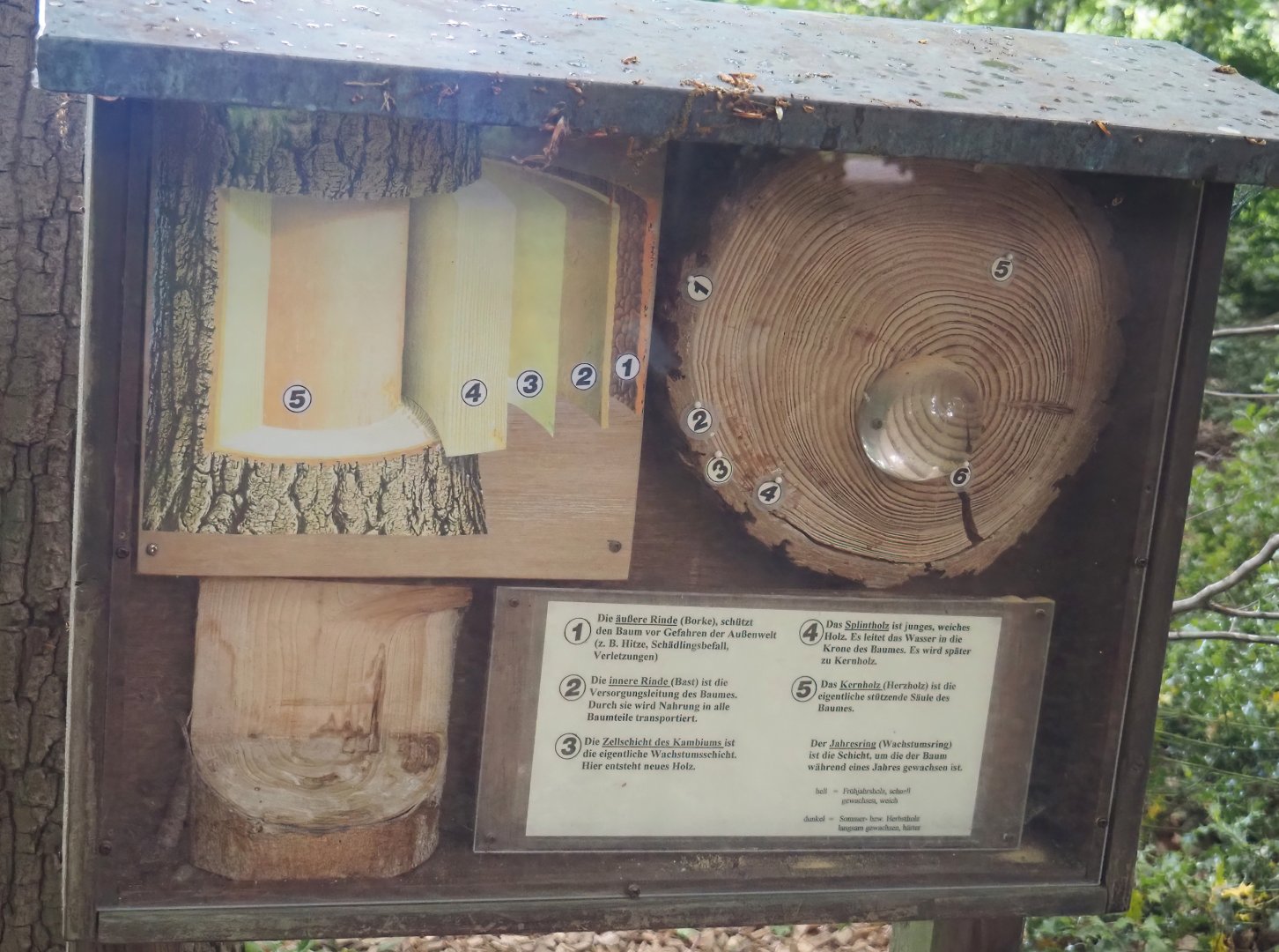 Wald-Erlebnispfad, forest education and experience trail - Tree anatomy signage, 2025-05-22