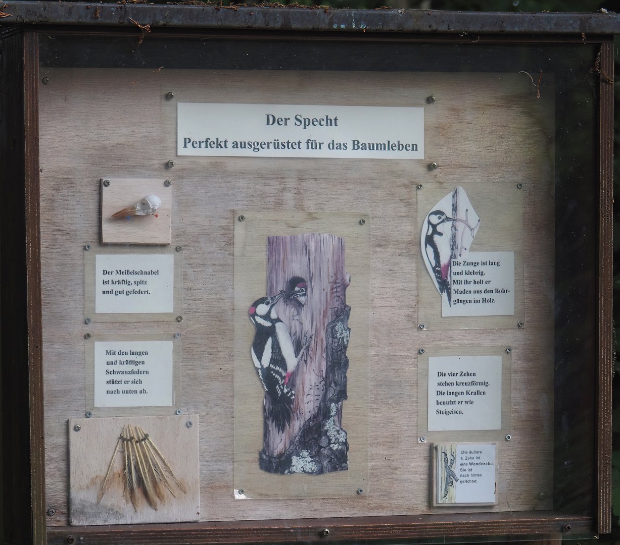 Wald-Erlebnispfad, forest education and experience trail - Woodpecker signage, 2025-05-22