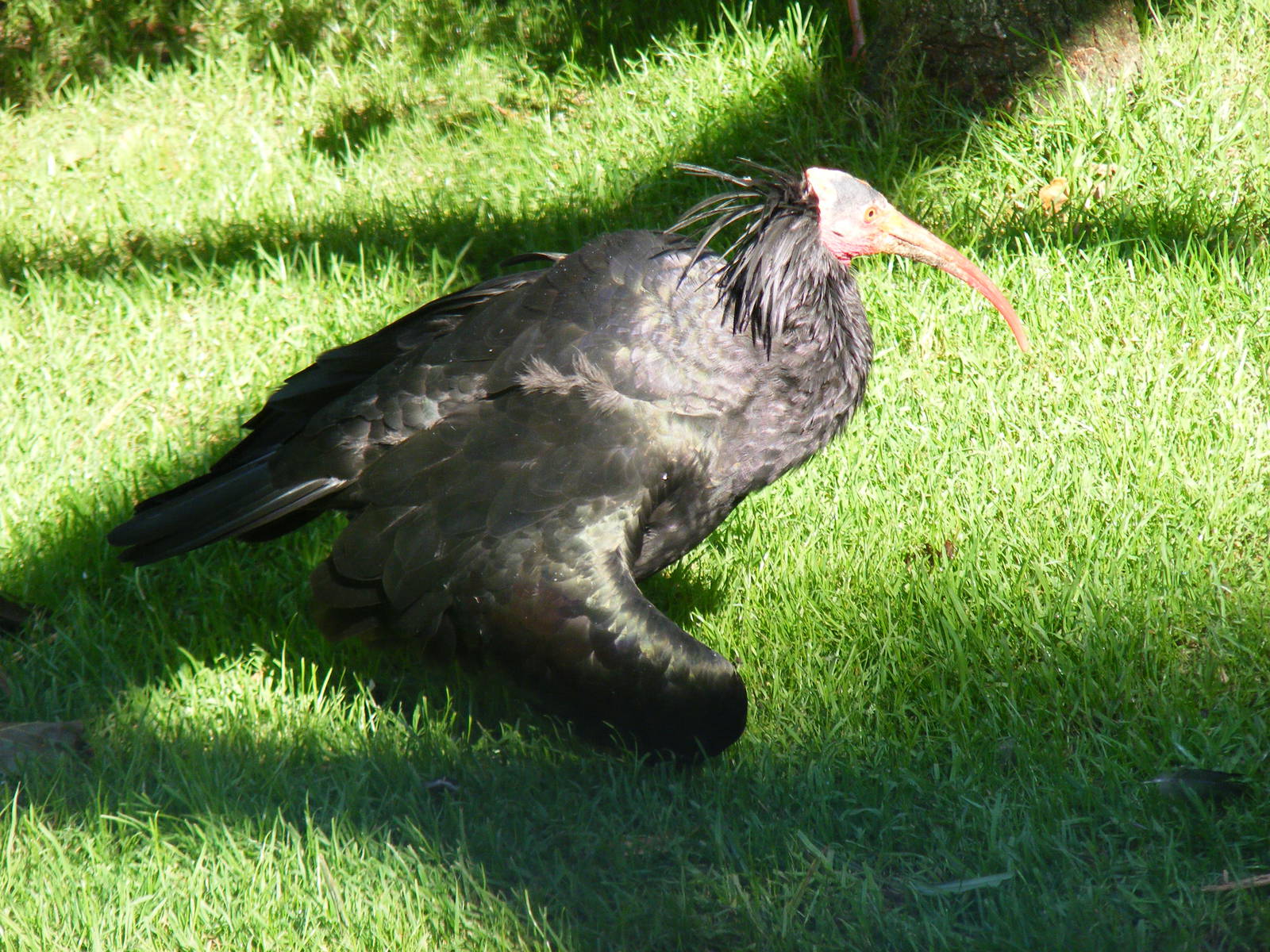 Waldapp ibis at Paultons Park, 2 October 2011
