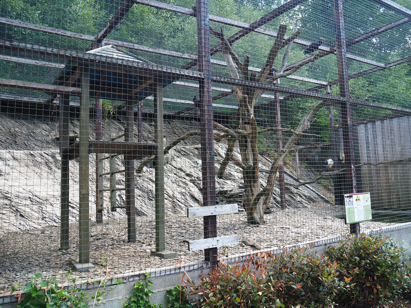 Waldrapp and African sacred ibis aviary, 2023-06-24