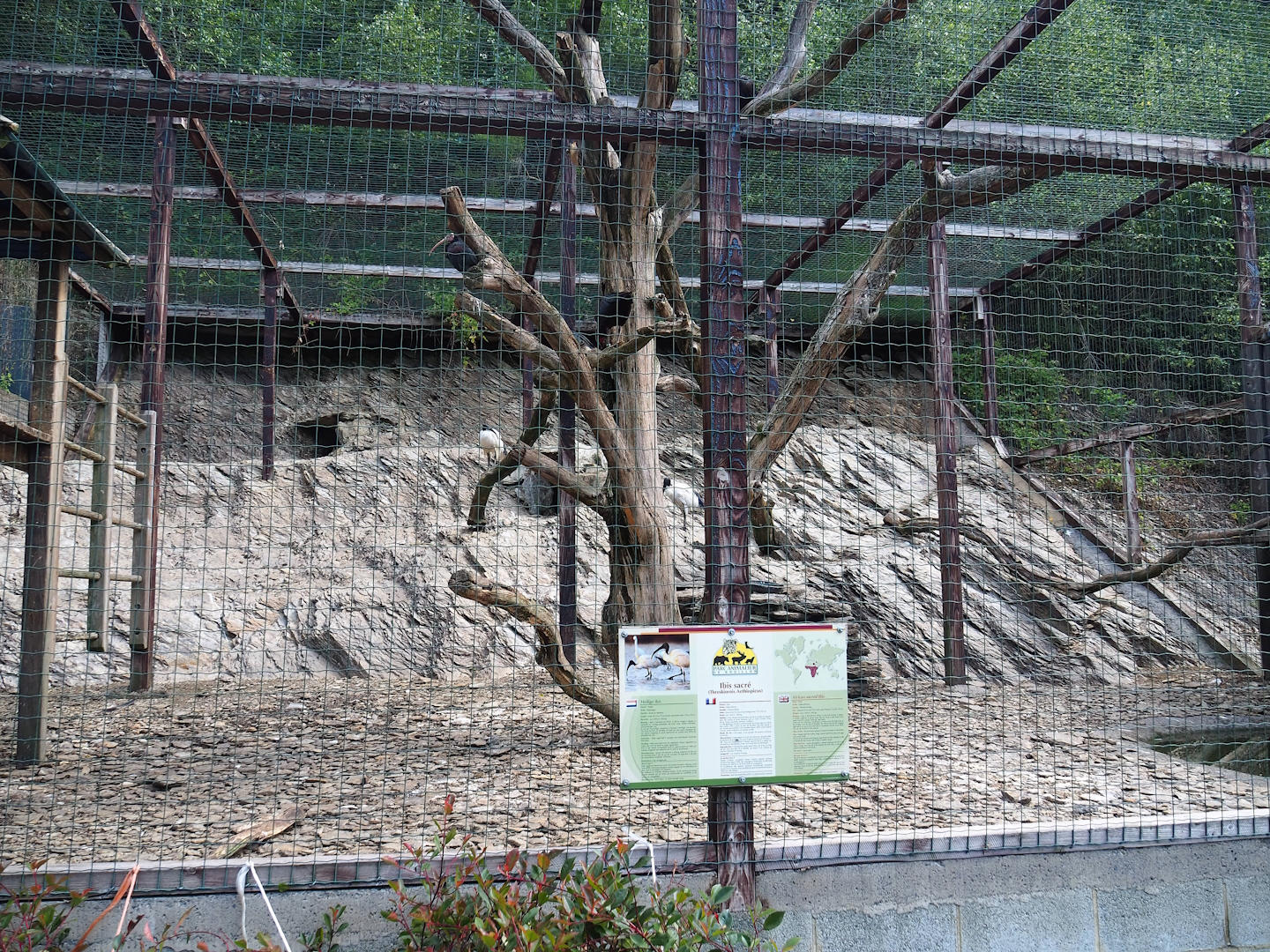 Waldrapp and African sacred ibis aviary, 2023-06-24