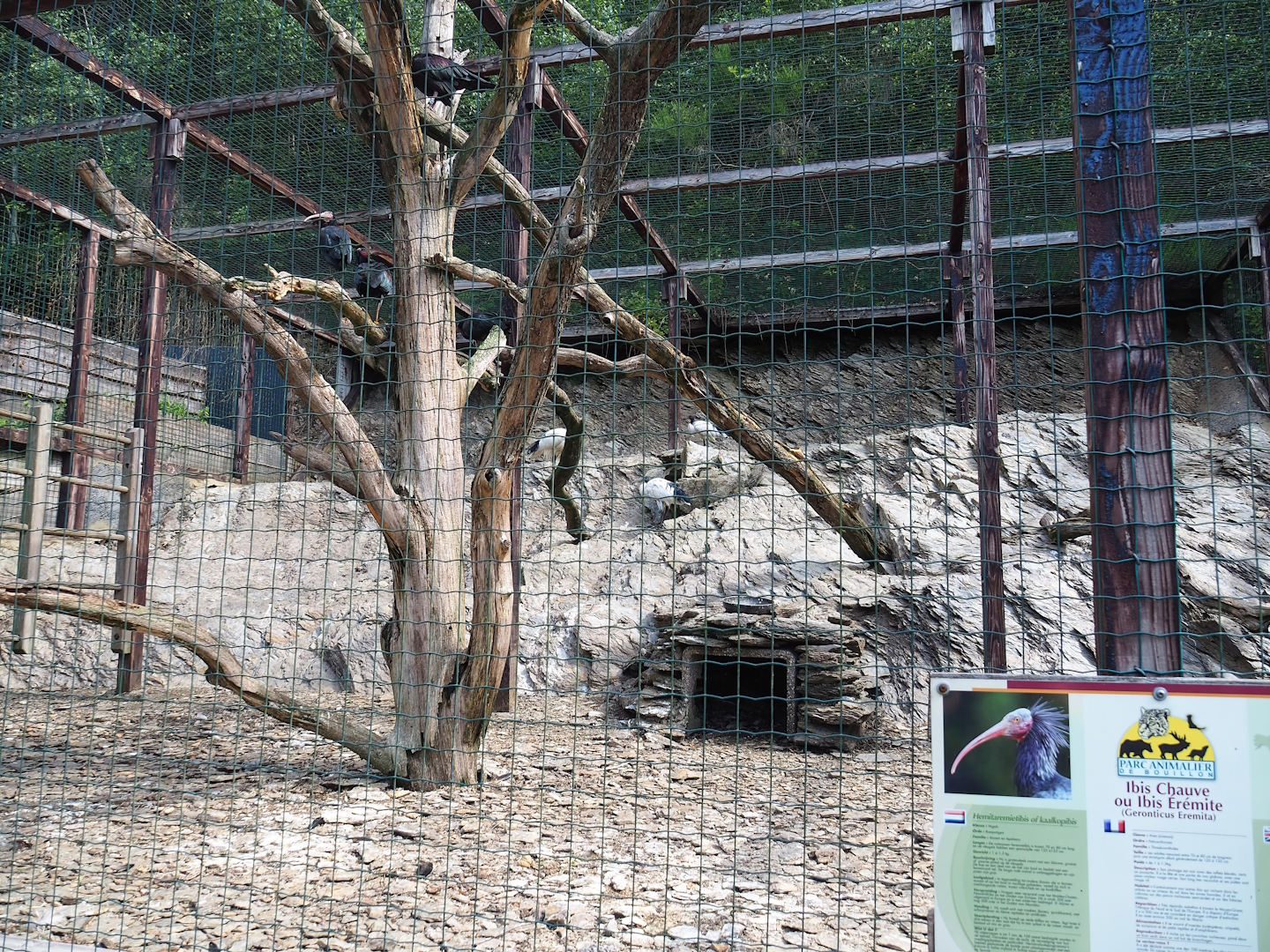 Waldrapp and African sacred ibis aviary, 2023-06-24