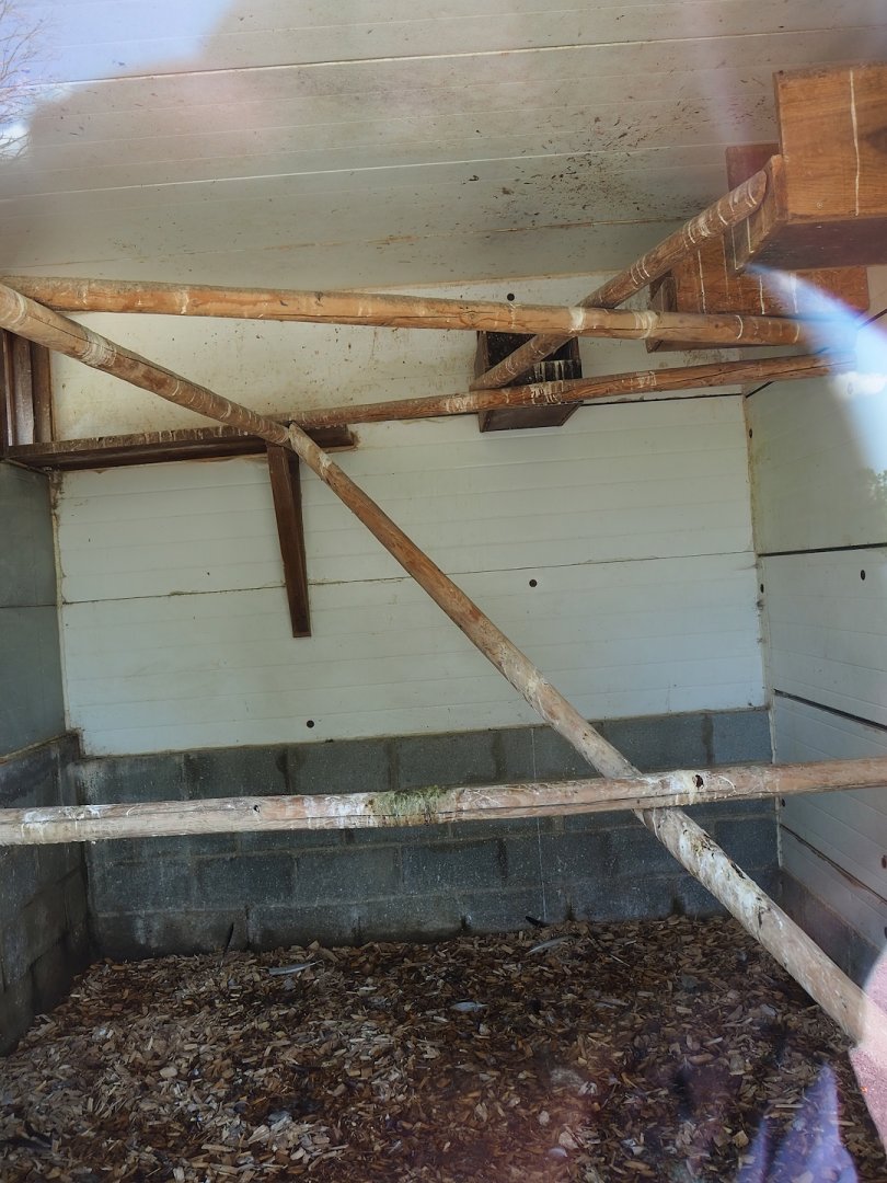 Waldrapp and African sacred ibis indoor housing, 2023-06-24