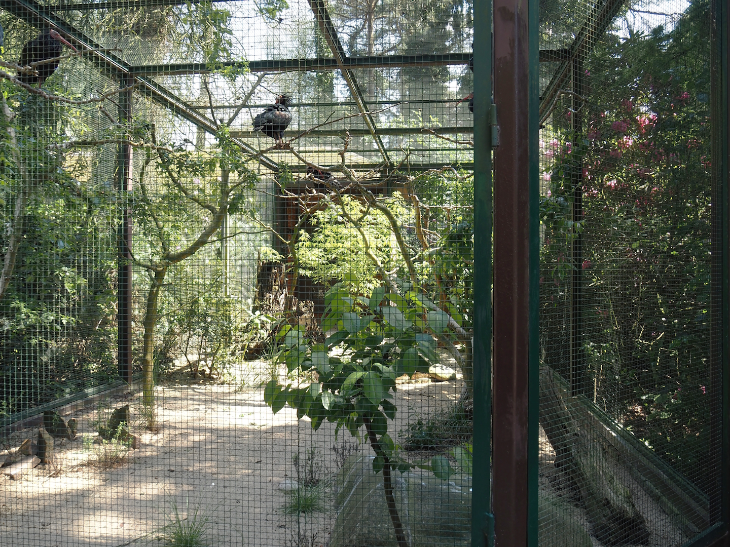 Waldrapp and Lesser kestrel aviary, 2024-05-21