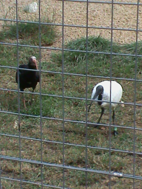 waldrapp and sacred ibis 08/10