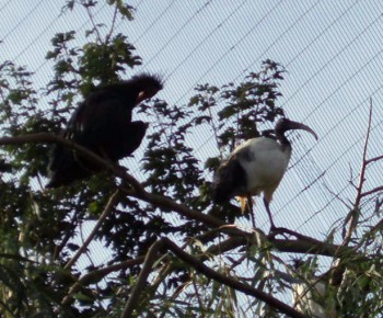 Waldrapp and sacred ibises (Geronticus eremita, Threskiornis aethiopicus)