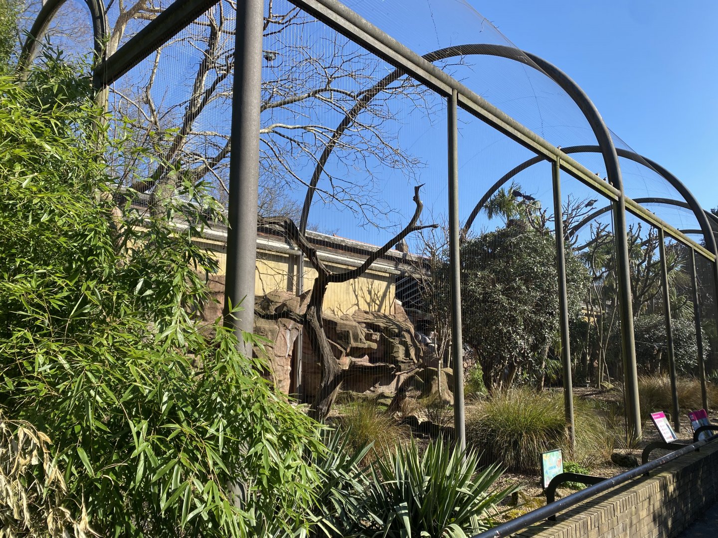Waldrapp aviary 180322
