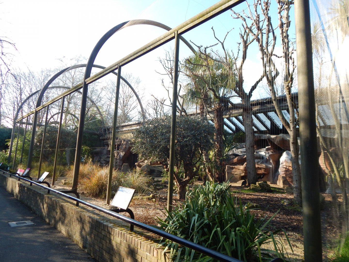 Waldrapp aviary 180322