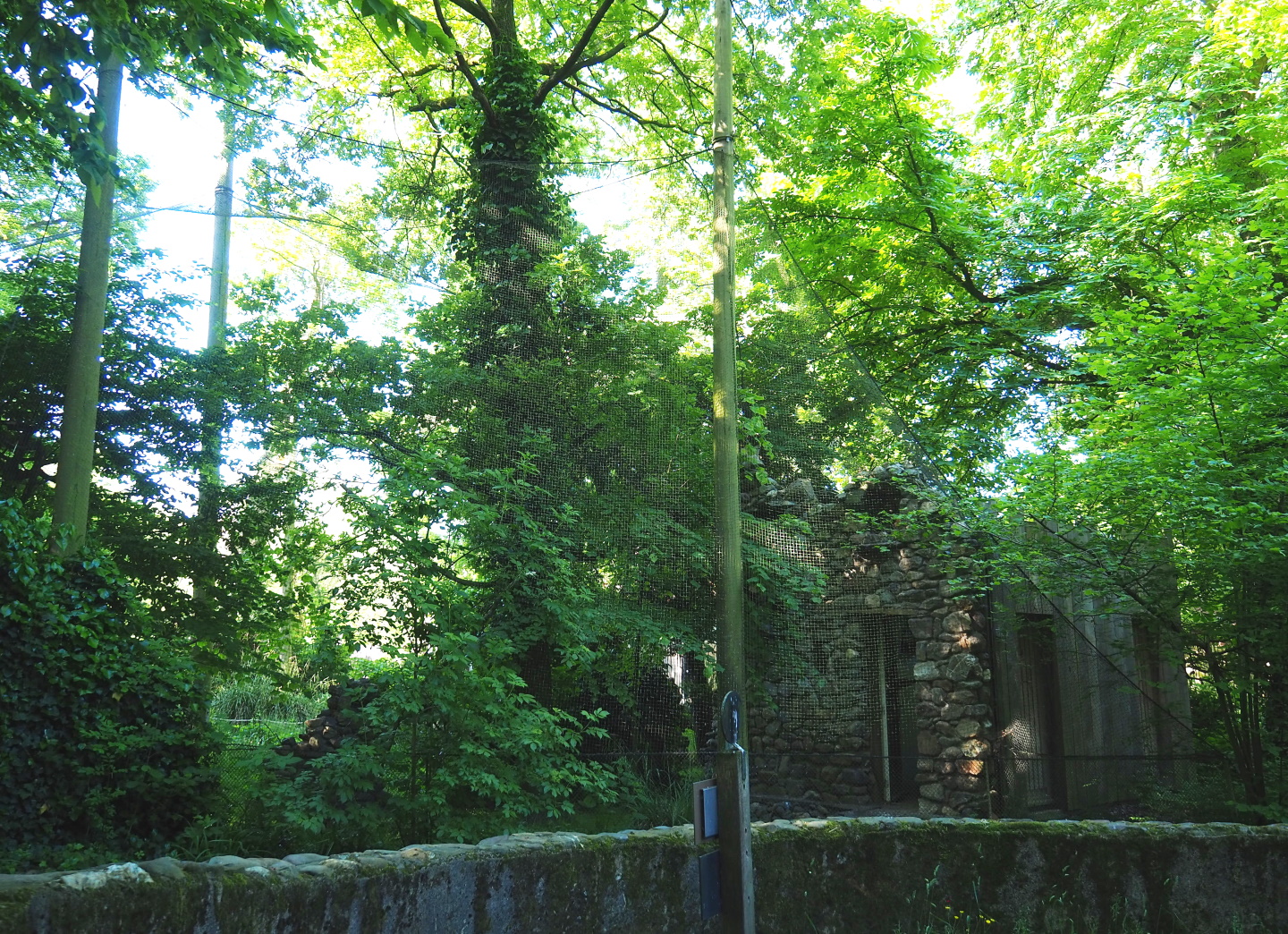 Waldrapp aviary, 2021-06-01