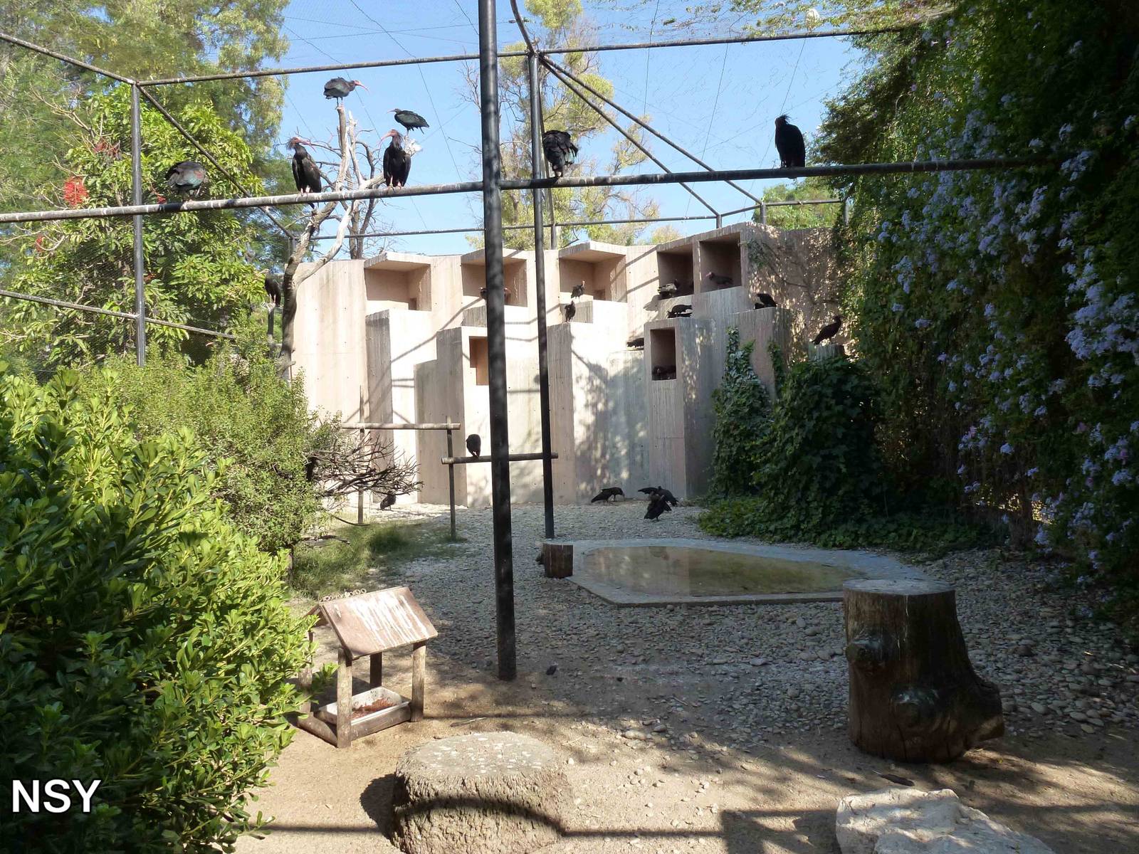 Waldrapp aviary, July 2013.
