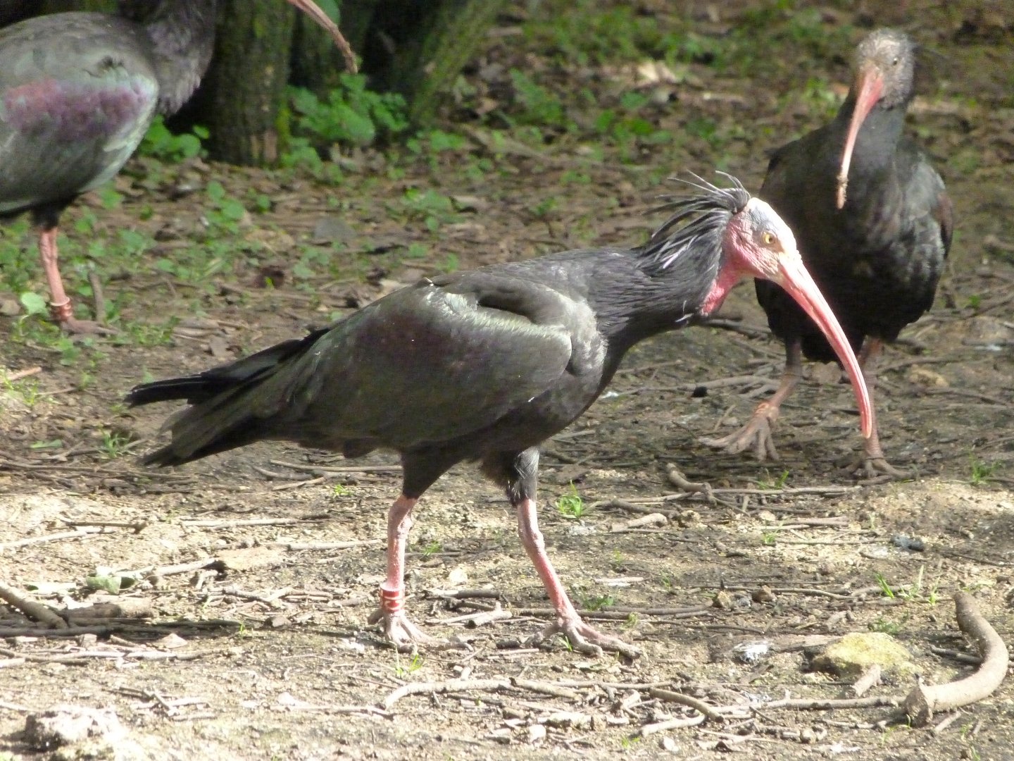 Waldrapp -Bioparc de Doué la Fontaine (2025)