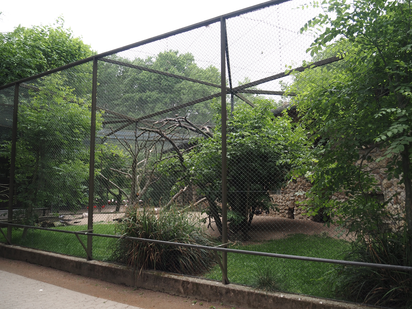 Waldrapp, Black-necked stilt and Pied avocet/Black-winged stilt hybrid aviary, 2025-05-22