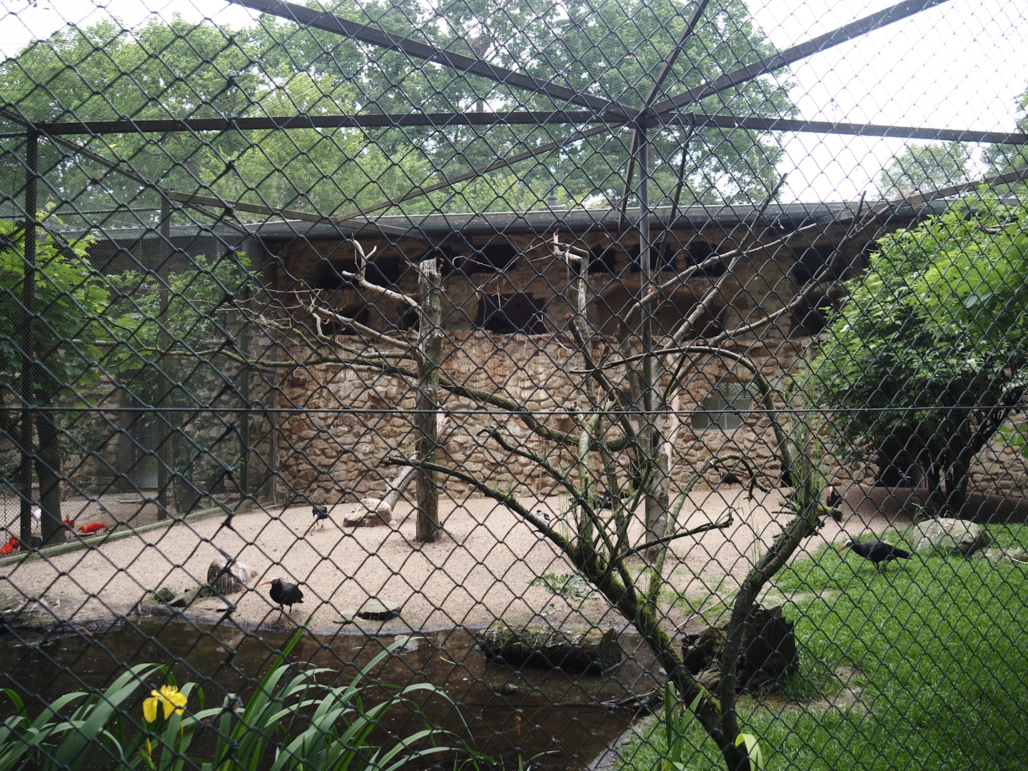 Waldrapp, Black-necked stilt and Pied avocet/Black-winged stilt hybrid aviary, 2025-05-22