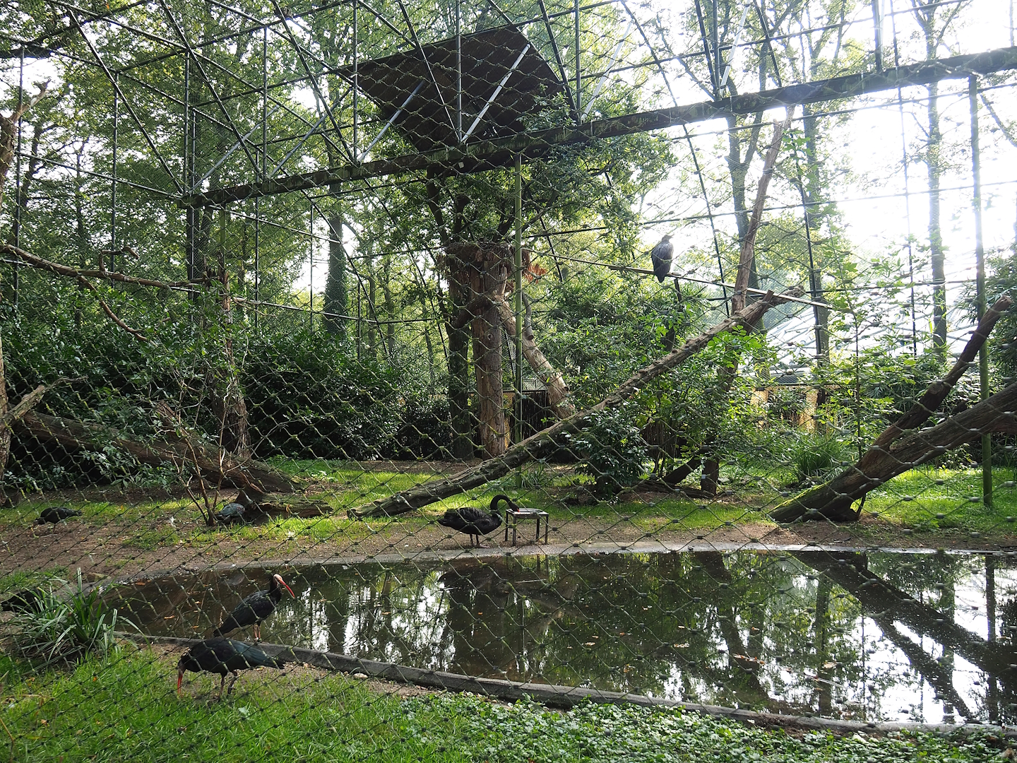 Waldrapp, Cinereous vulture and Black swan aviary, 2023-10-07